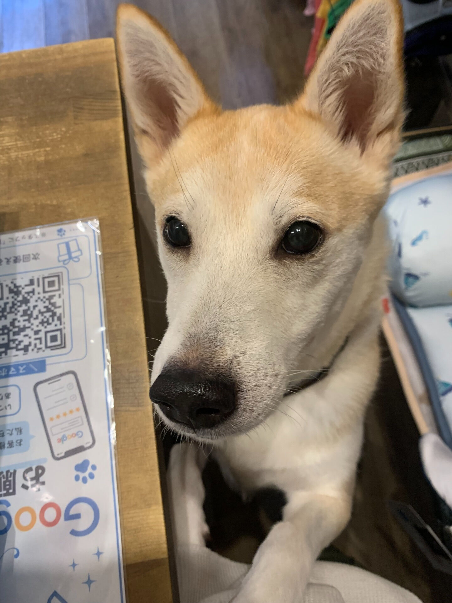 本日の大トリは、こむぎくんでしたー👏