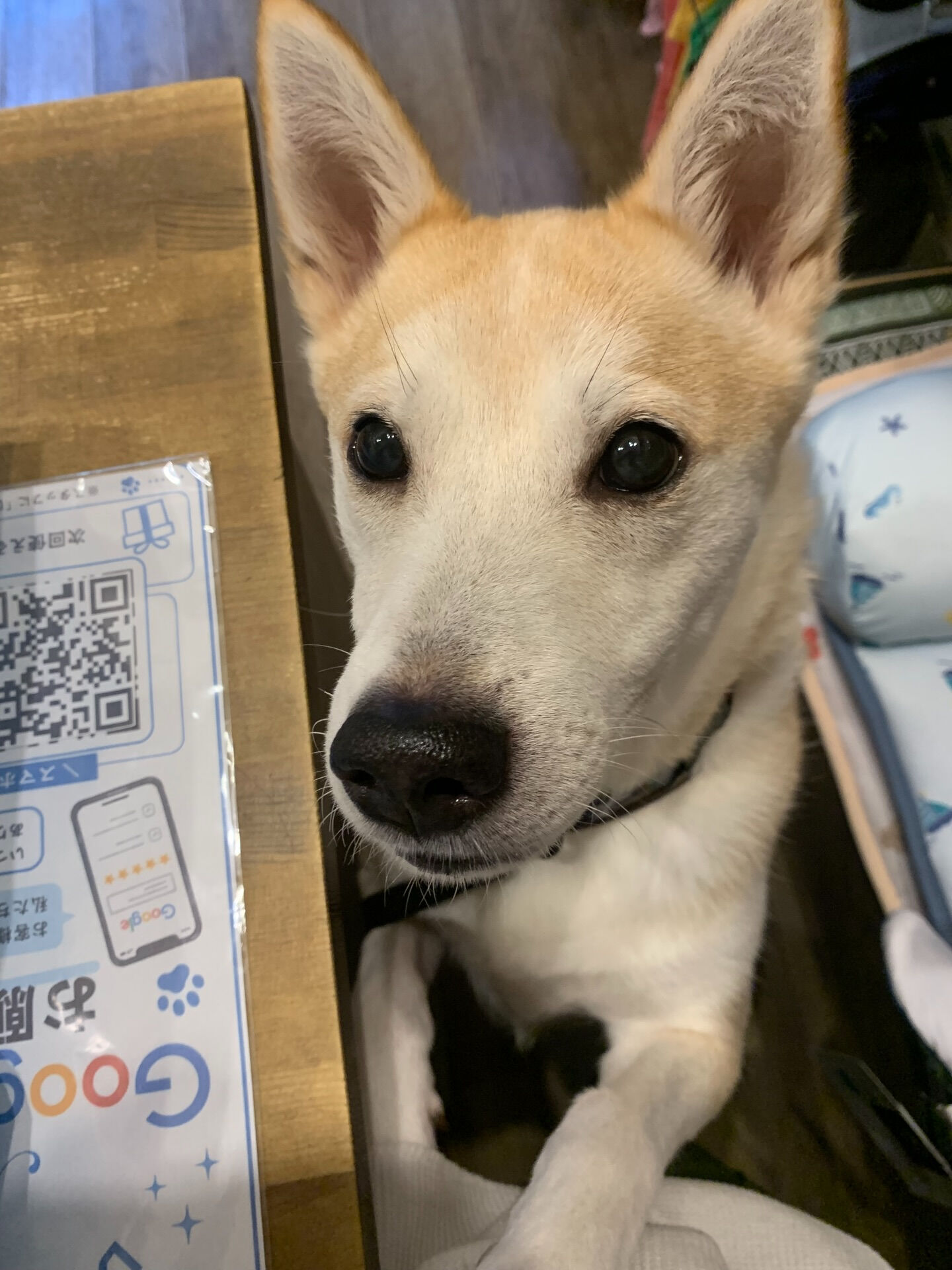本日の大トリは、こむぎくんでしたー👏