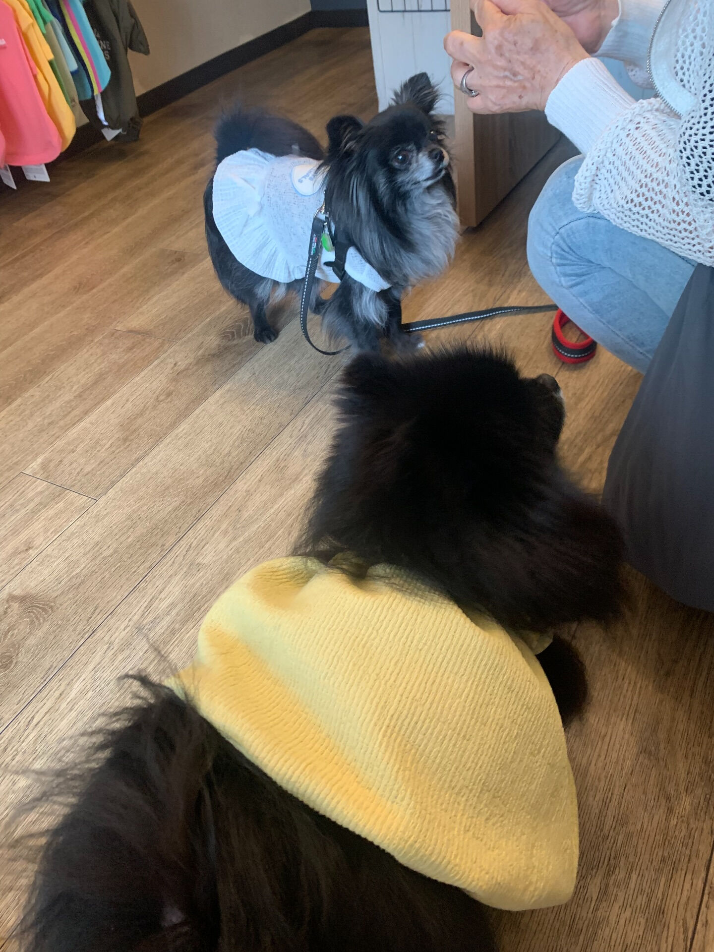 ラナちゃんご来店ありがとうございます😊