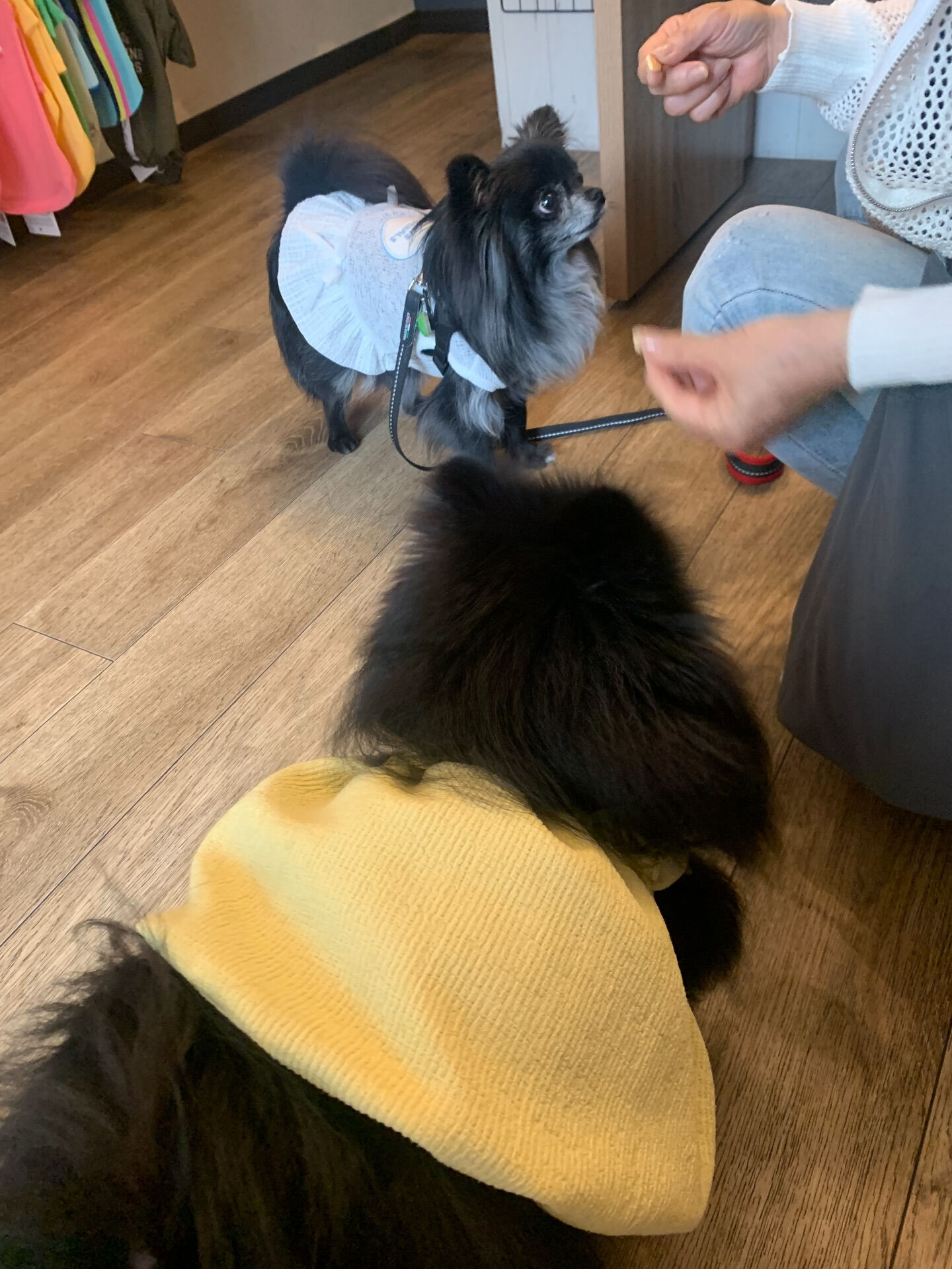 ラナちゃんご来店ありがとうございます😊