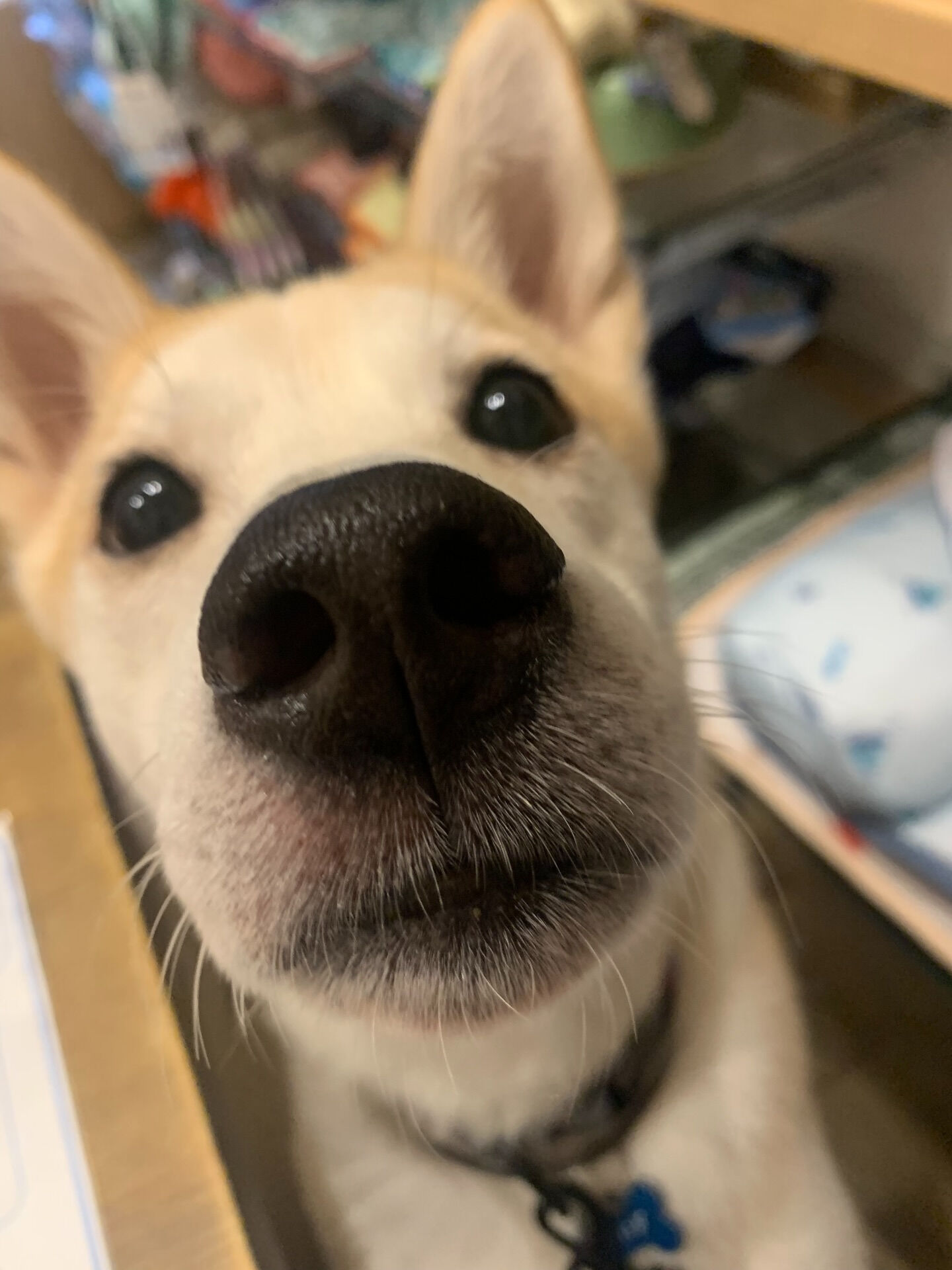 こむぎくんご来店ありがとうございます😊