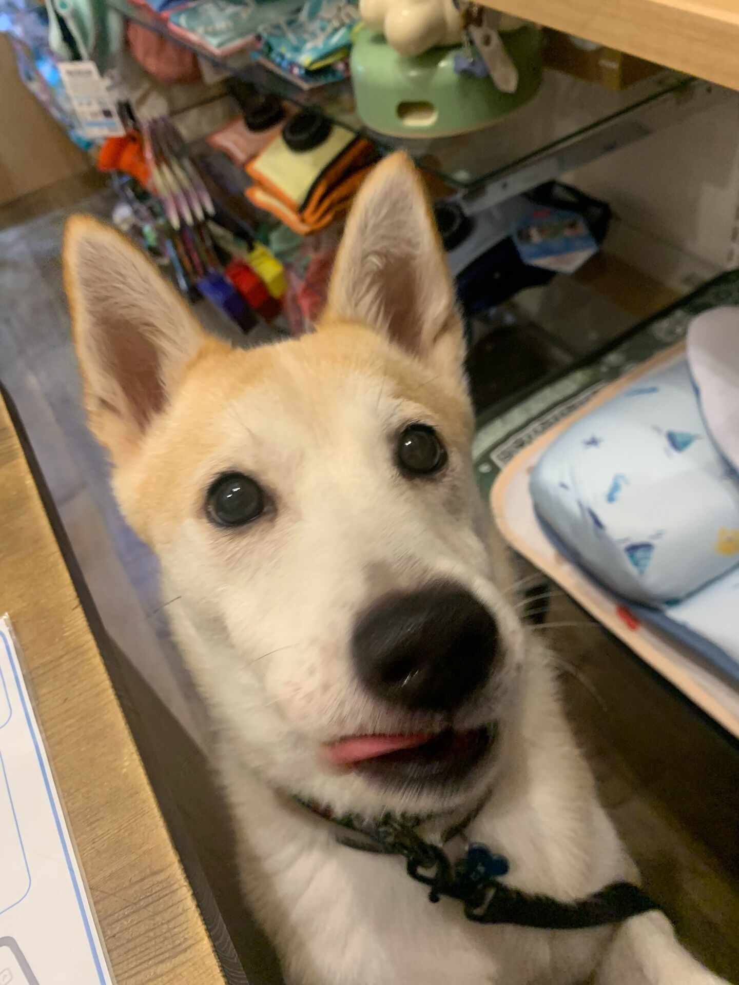 こむぎくんご来店ありがとうございます😊