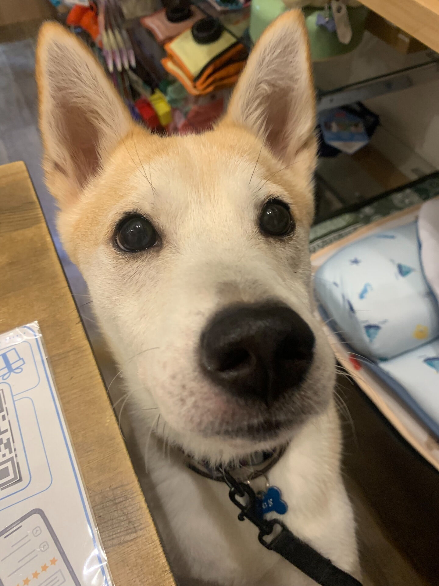 こむぎくんご来店ありがとうございます😊