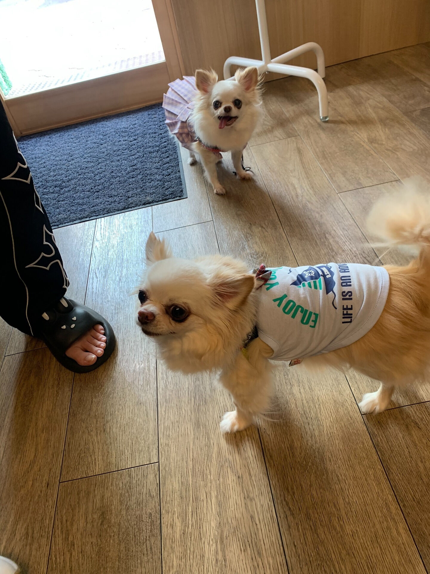 ひふみちゃん、ローくんご来店ありがとうございます😊