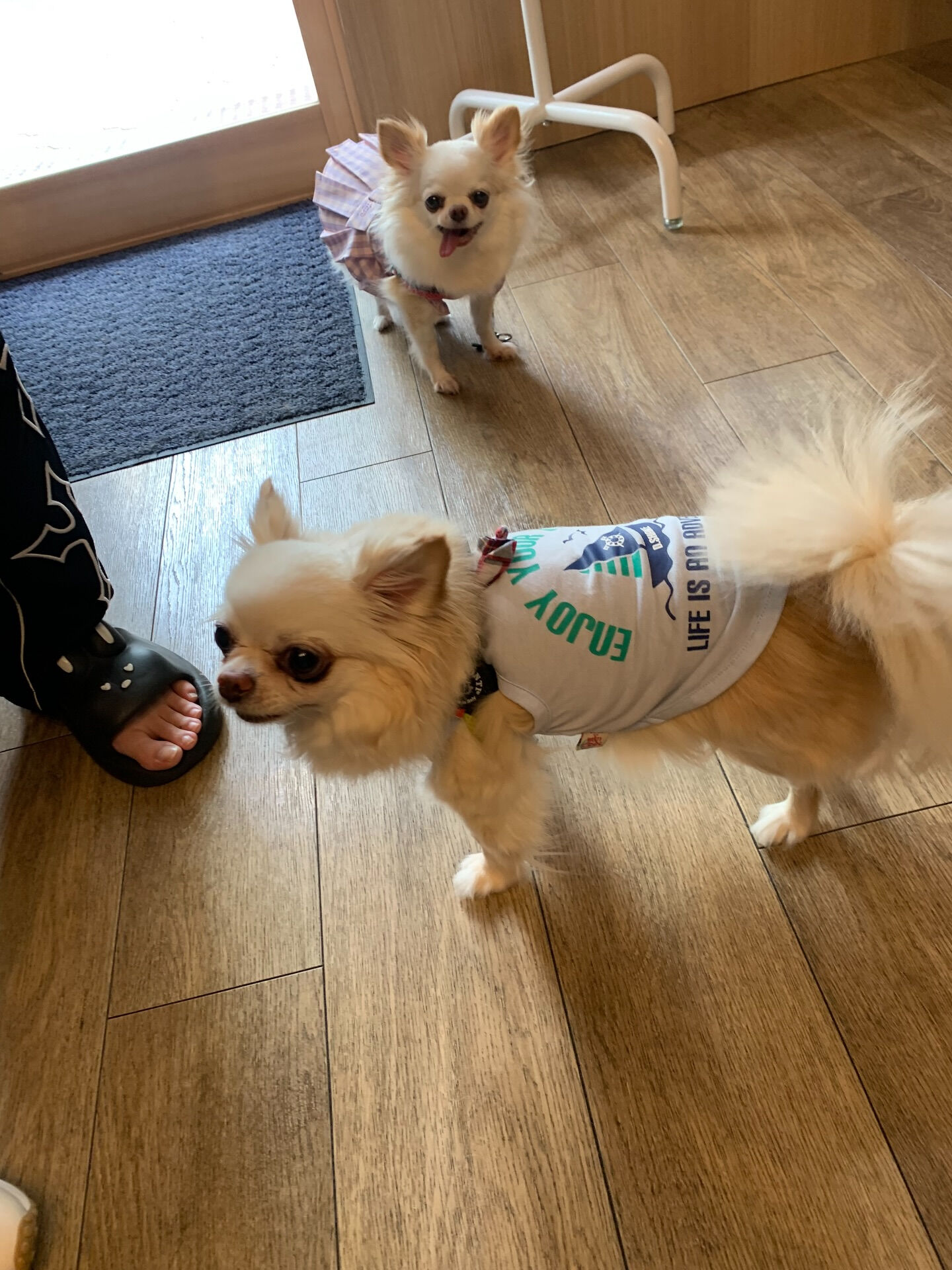 ひふみちゃん、ローくんご来店ありがとうございます😊