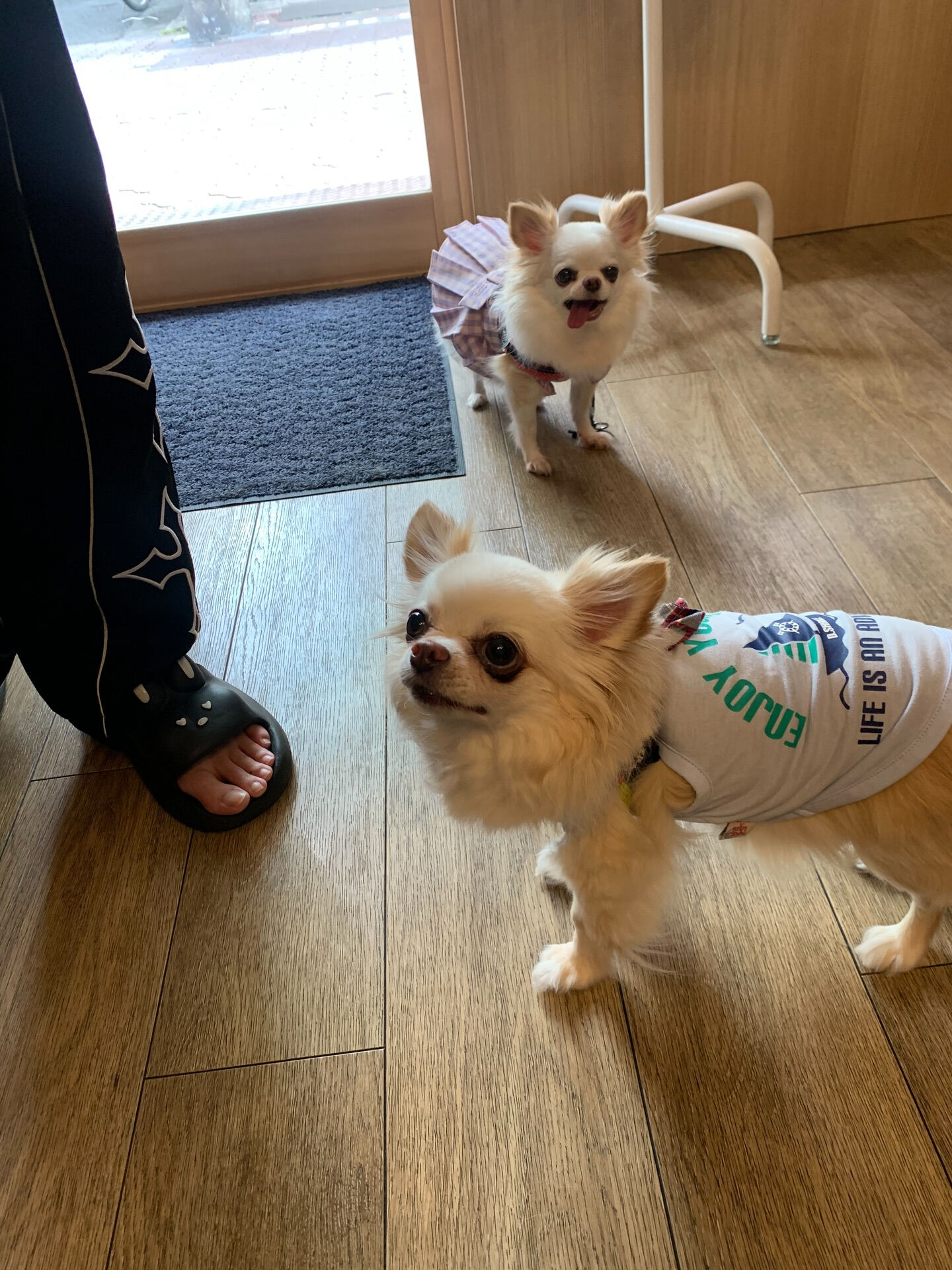 ひふみちゃん、ローくんご来店ありがとうございます😊