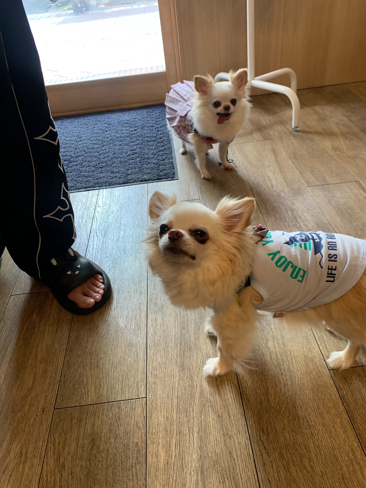 ひふみちゃん、ローくんご来店ありがとうございます😊