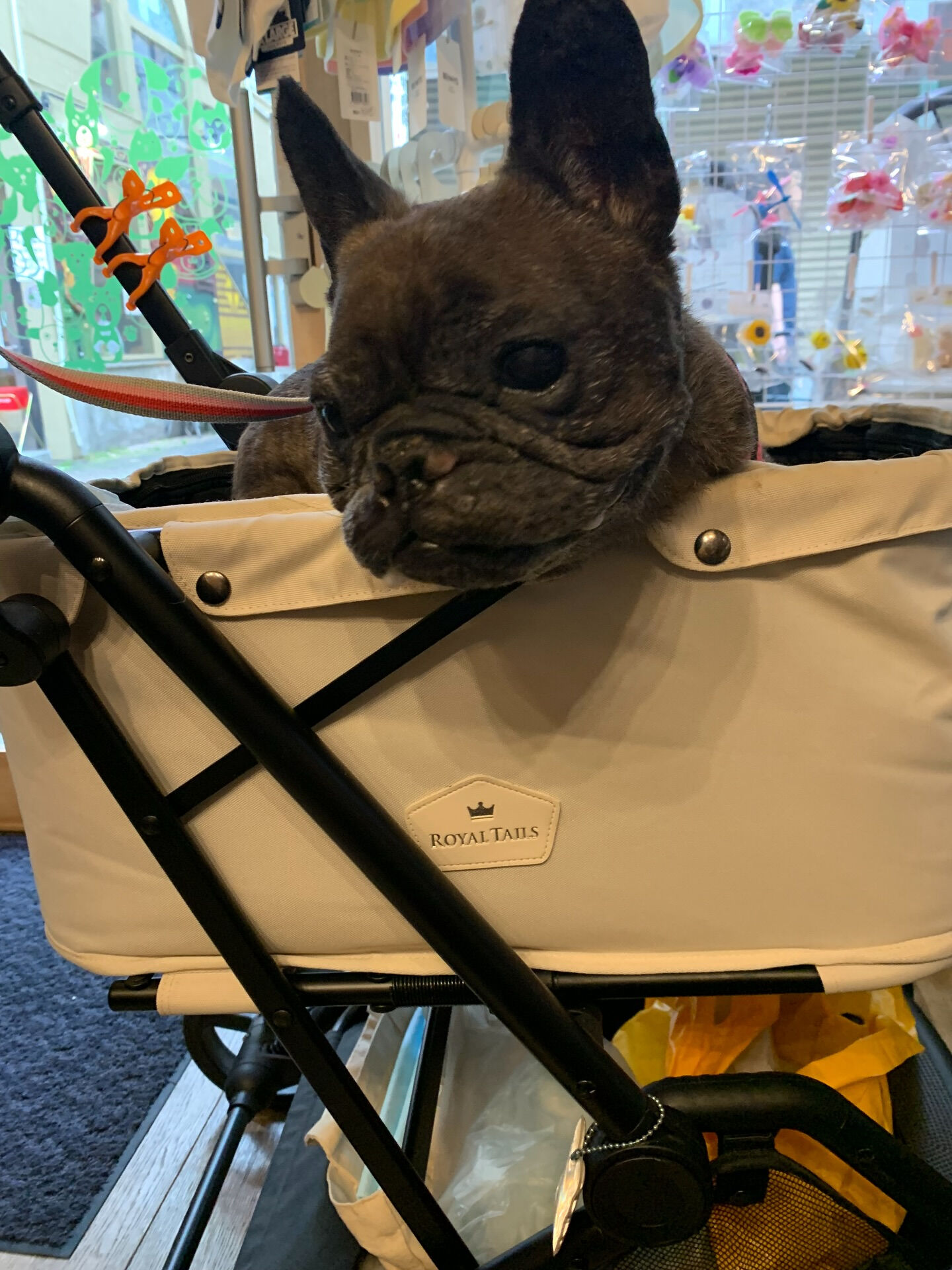 本日の大トリはランランちゃんでしたー👏
