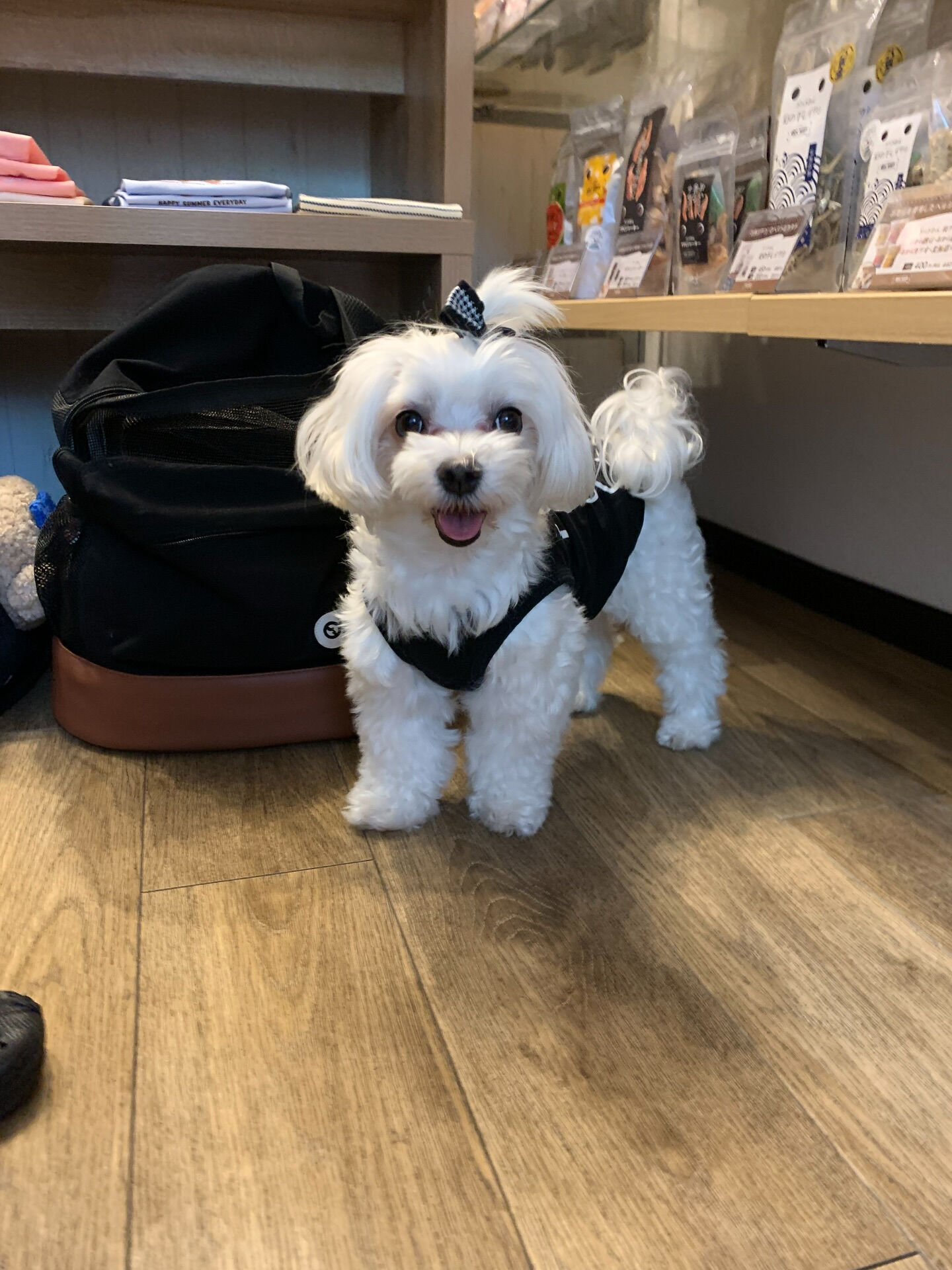 さくらちゃんご来店ありがとうございます😊