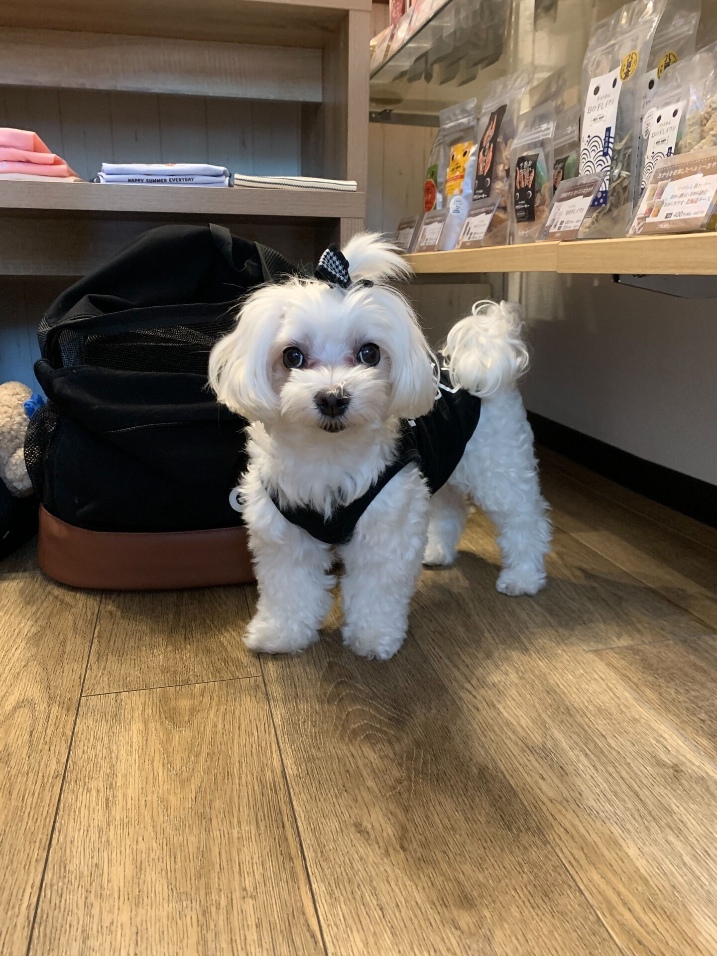 さくらちゃんご来店ありがとうございます😊