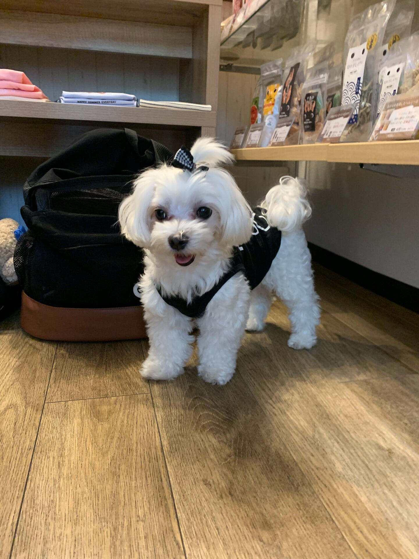 さくらちゃんご来店ありがとうございます😊