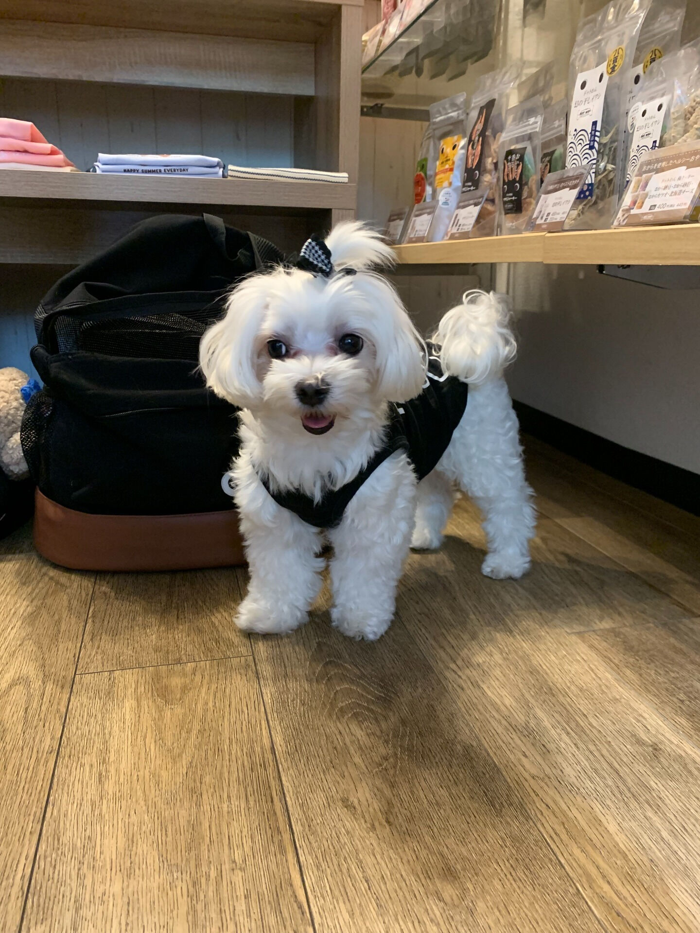 さくらちゃんご来店ありがとうございます😊