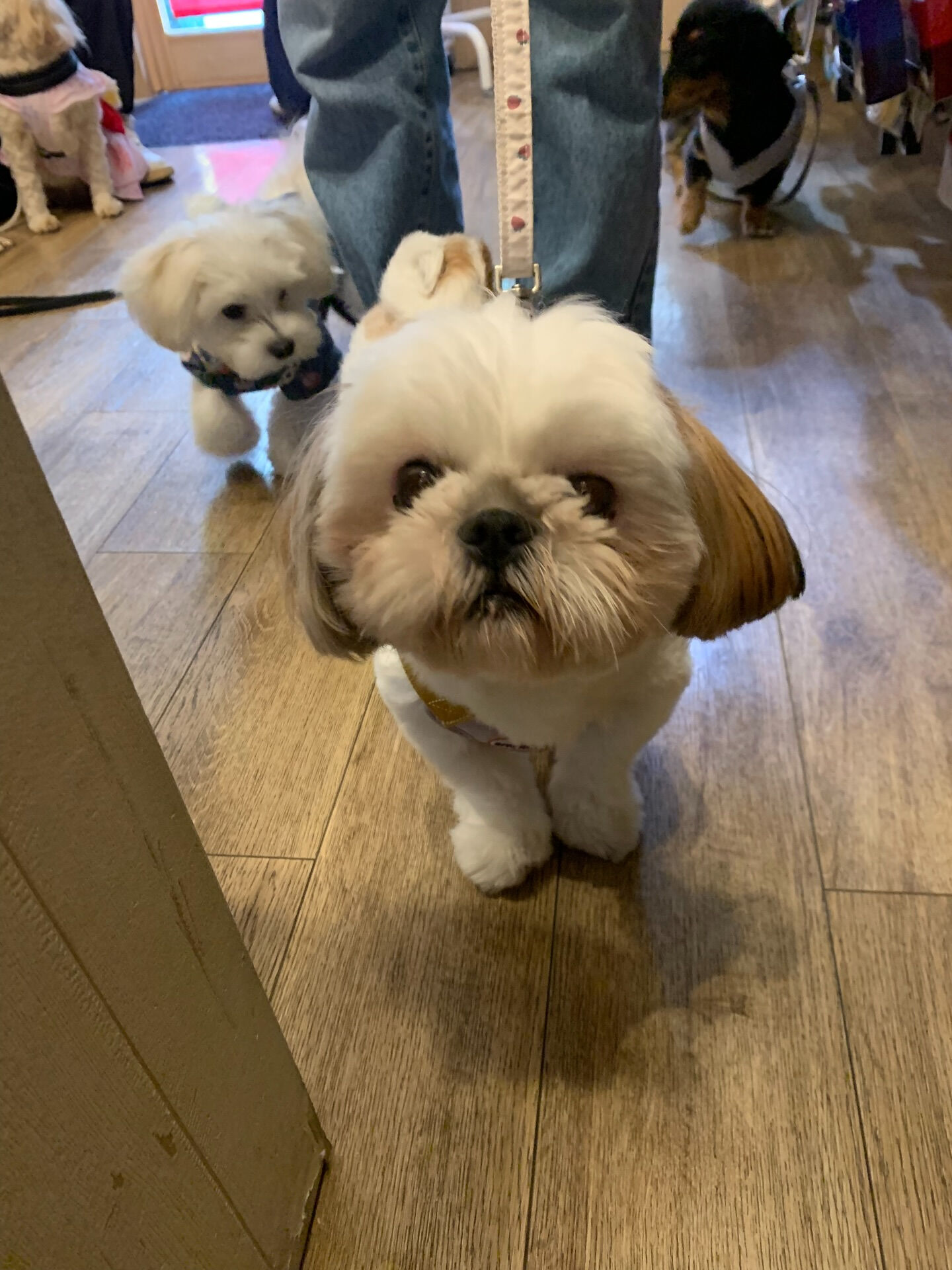 ハニーちゃんご来店ありがとうございます😊