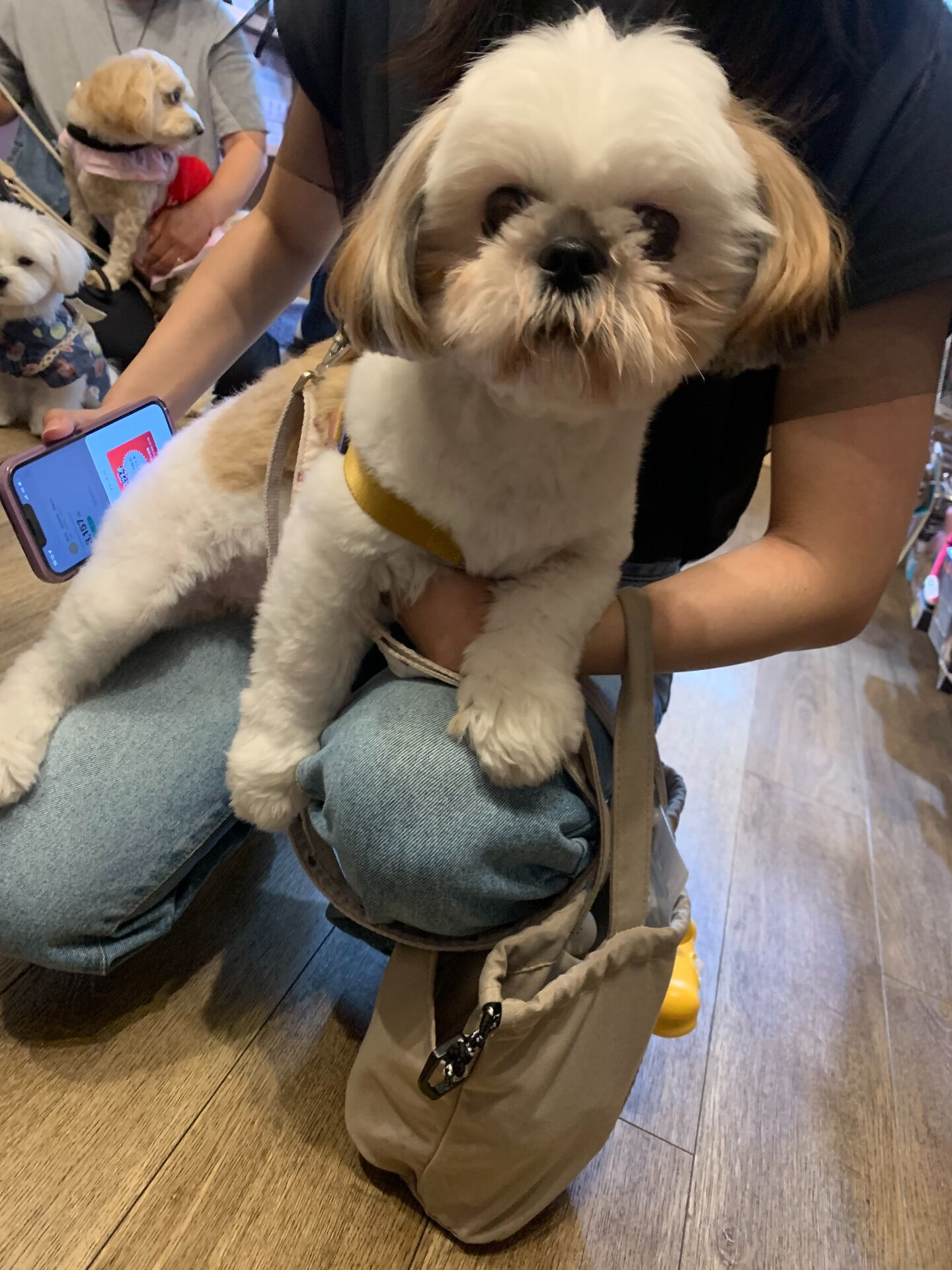 ハニーちゃんご来店ありがとうございます😊