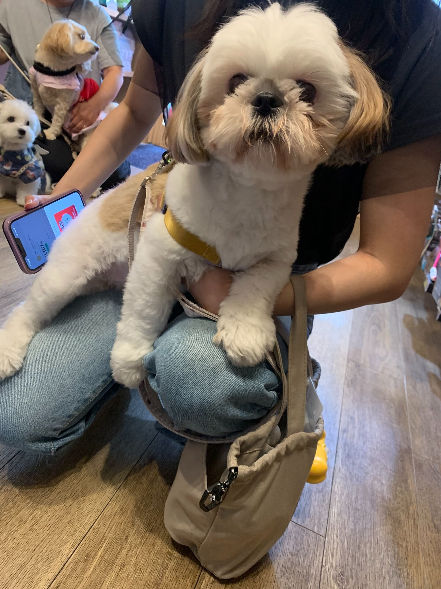 ハニーちゃんご来店ありがとうございます😊