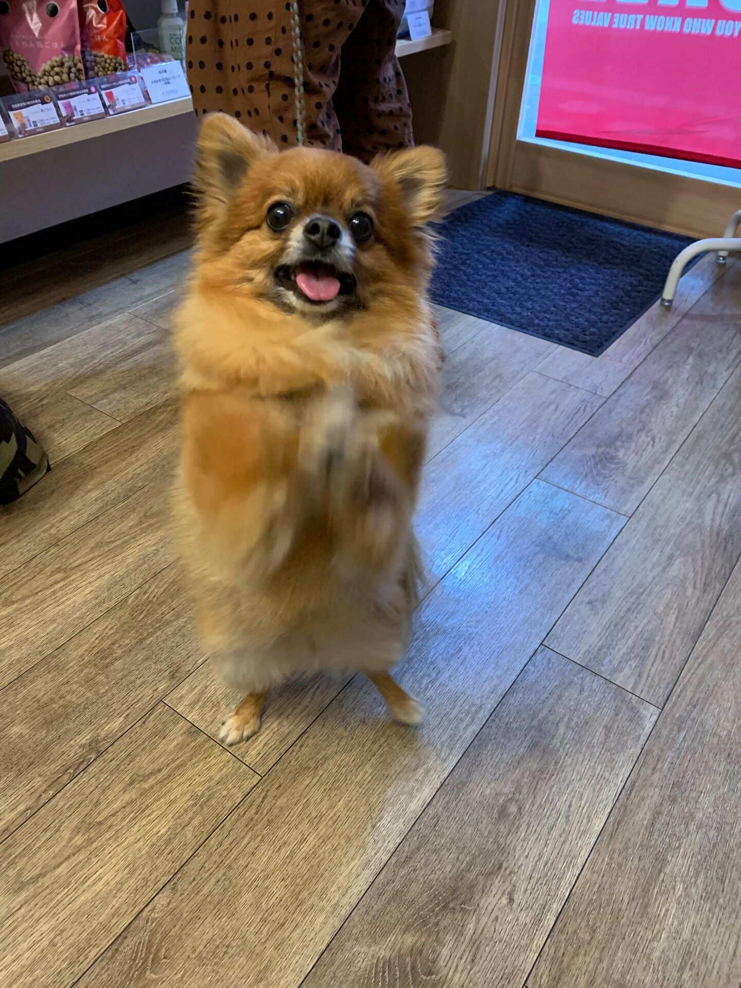 こてつくんご来店ありがとうございます😊