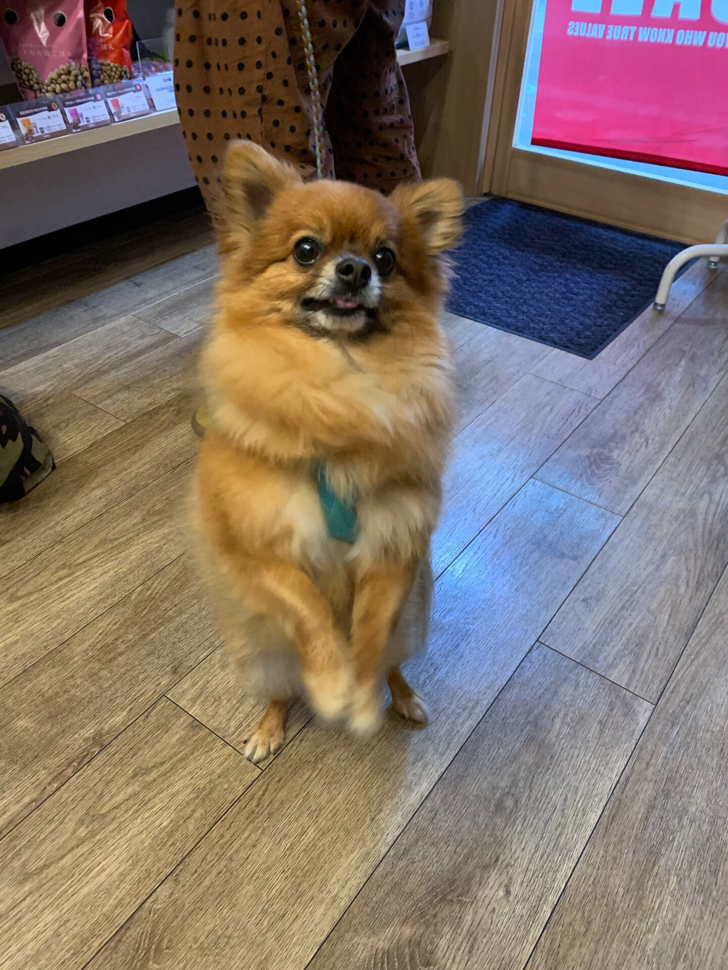 こてつくんご来店ありがとうございます😊