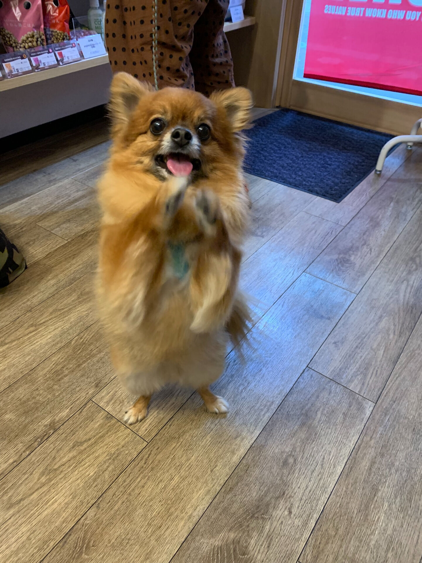 こてつくんご来店ありがとうございます😊