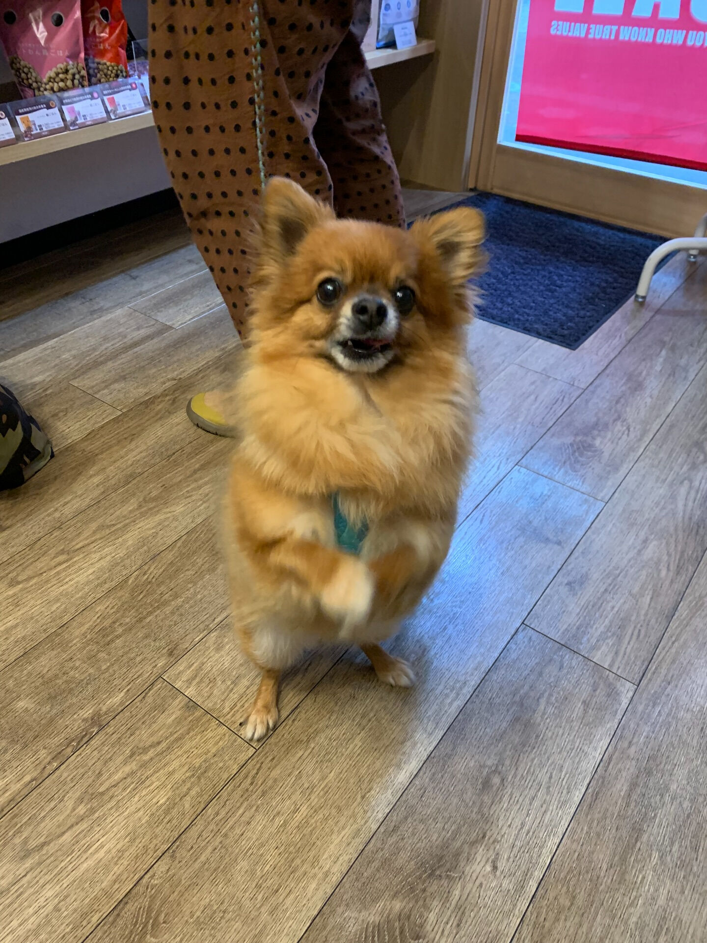 こてつくんご来店ありがとうございます😊