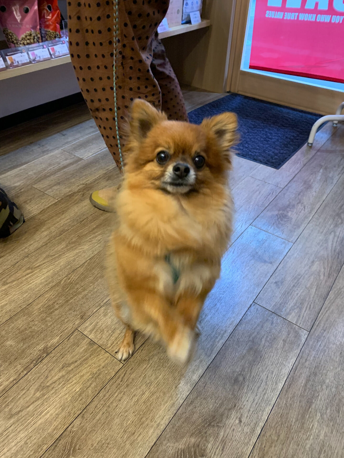 こてつくんご来店ありがとうございます😊