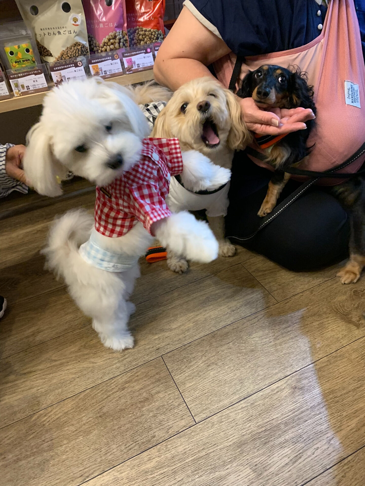 ウコちゃん、スコくんご来店ありがとうございます😊