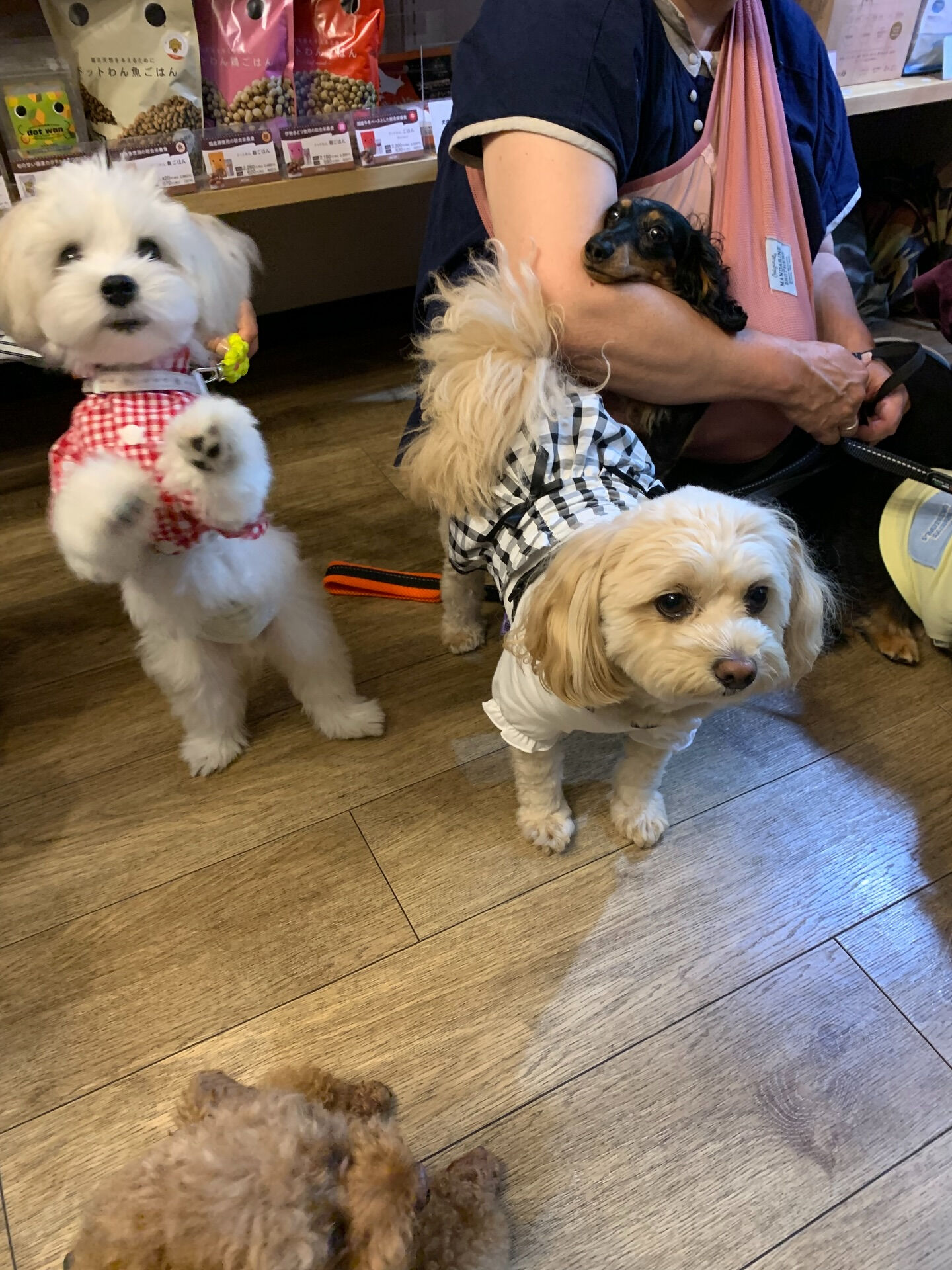 ウコちゃん、スコくんご来店ありがとうございます😊