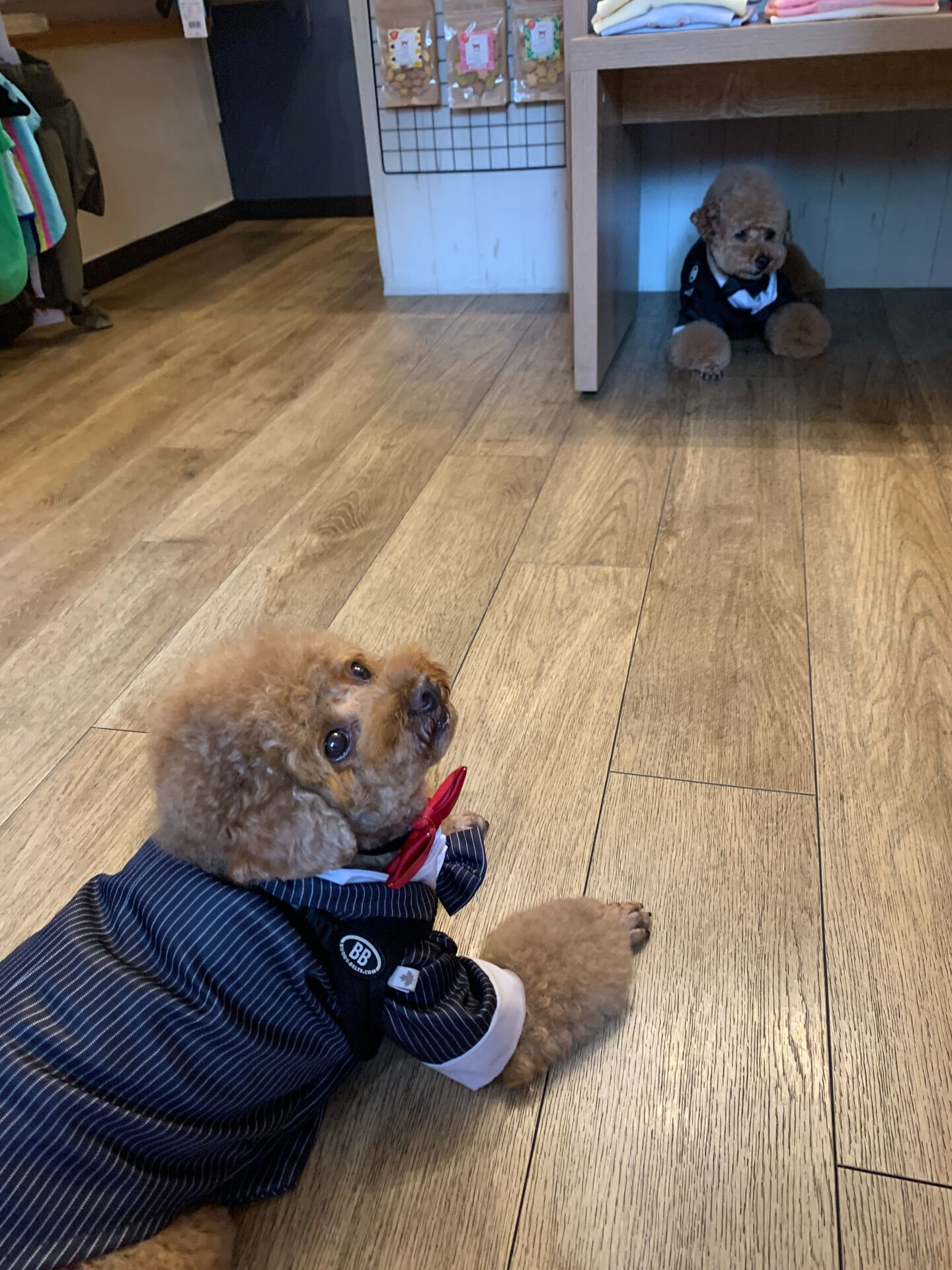 ティアくん、レオくんご来店ありがとうございます😊