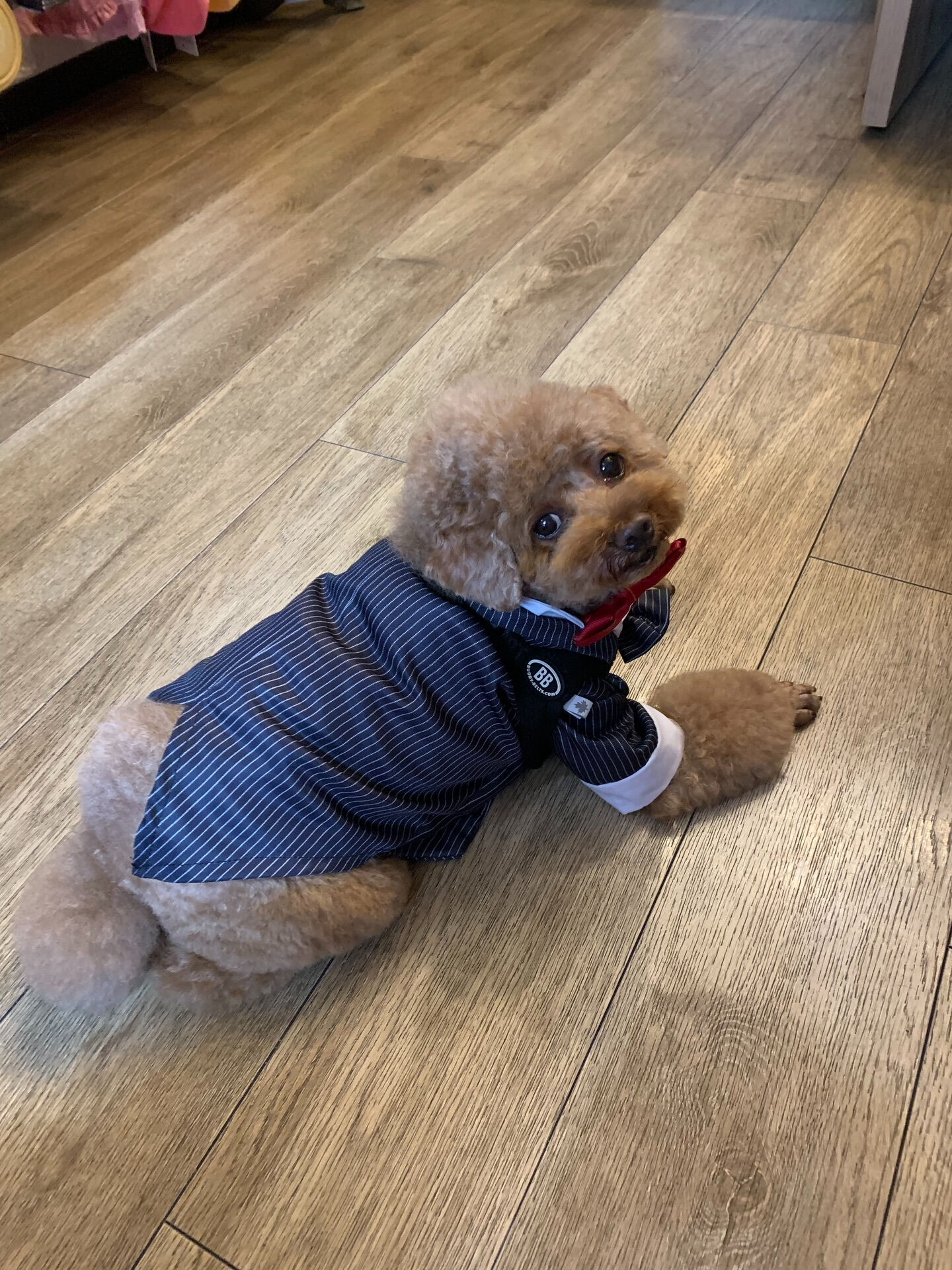 ティアくん、レオくんご来店ありがとうございます😊