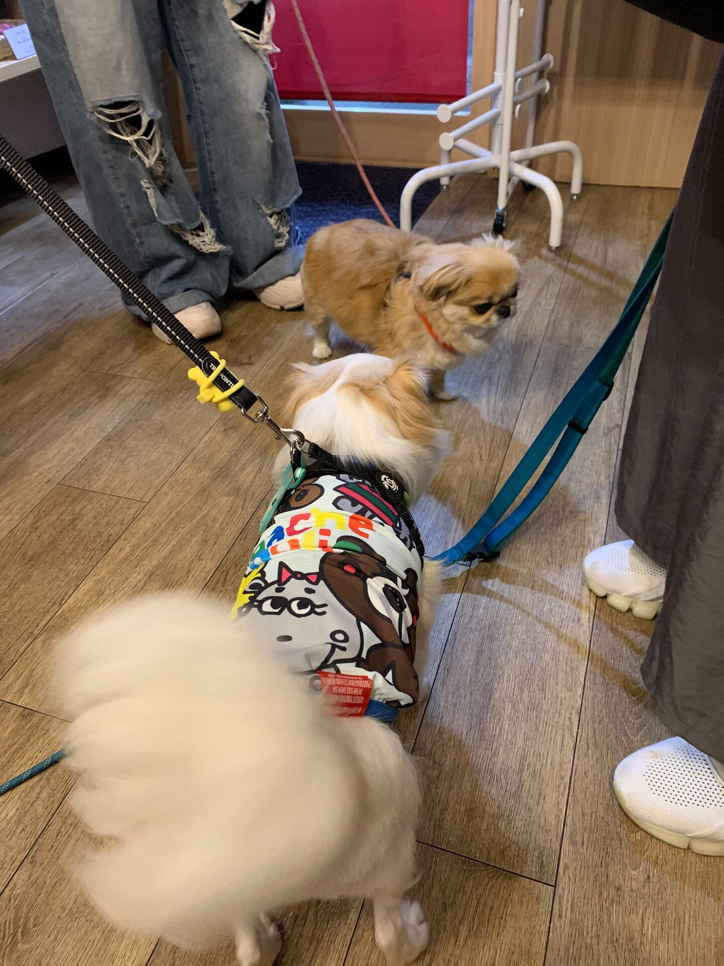 ハルくん、ナツくん、こてつくん、きなこちゃんご来店ありがとう