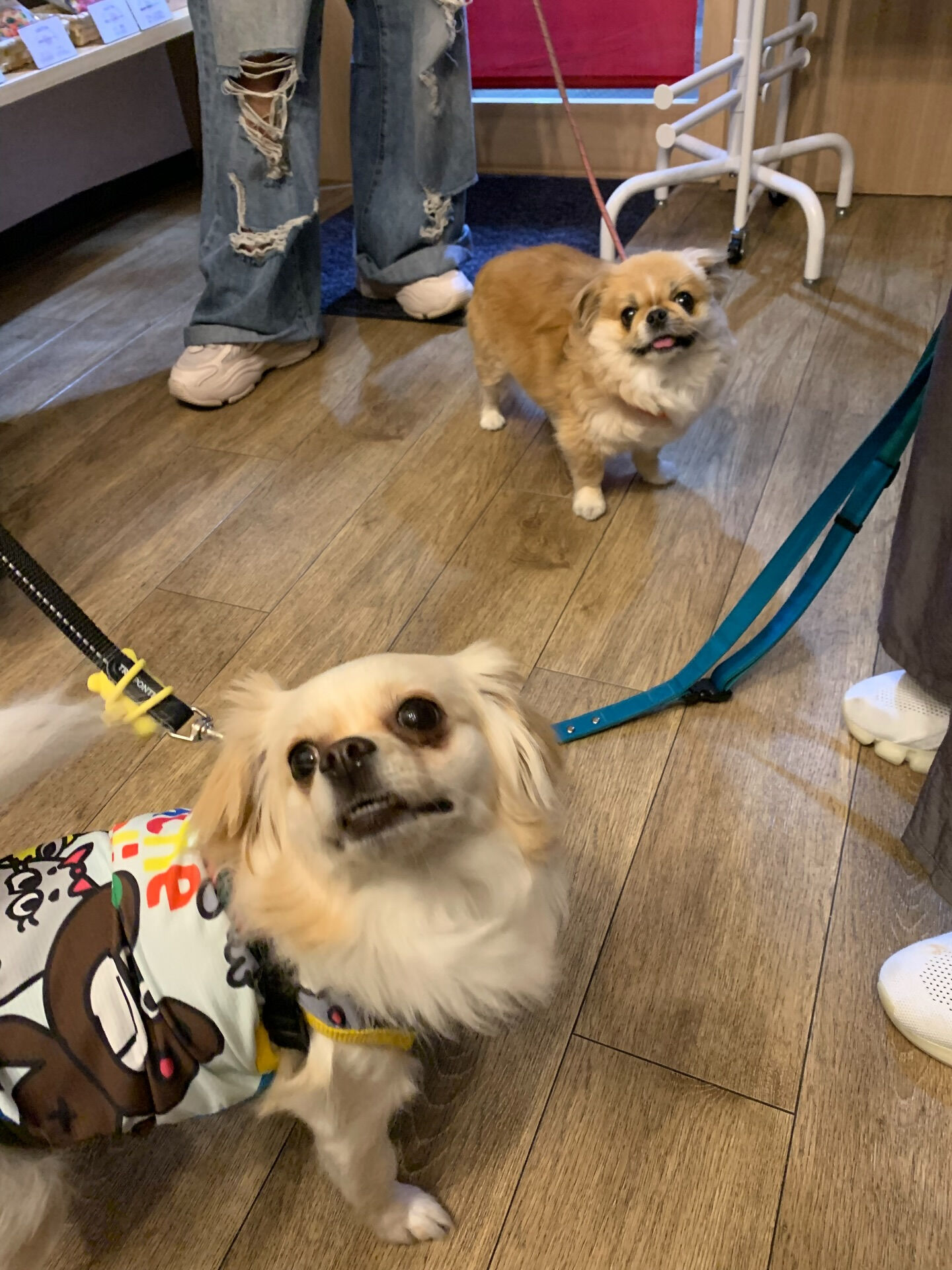 ロンくんご来店ありがとうございます😊