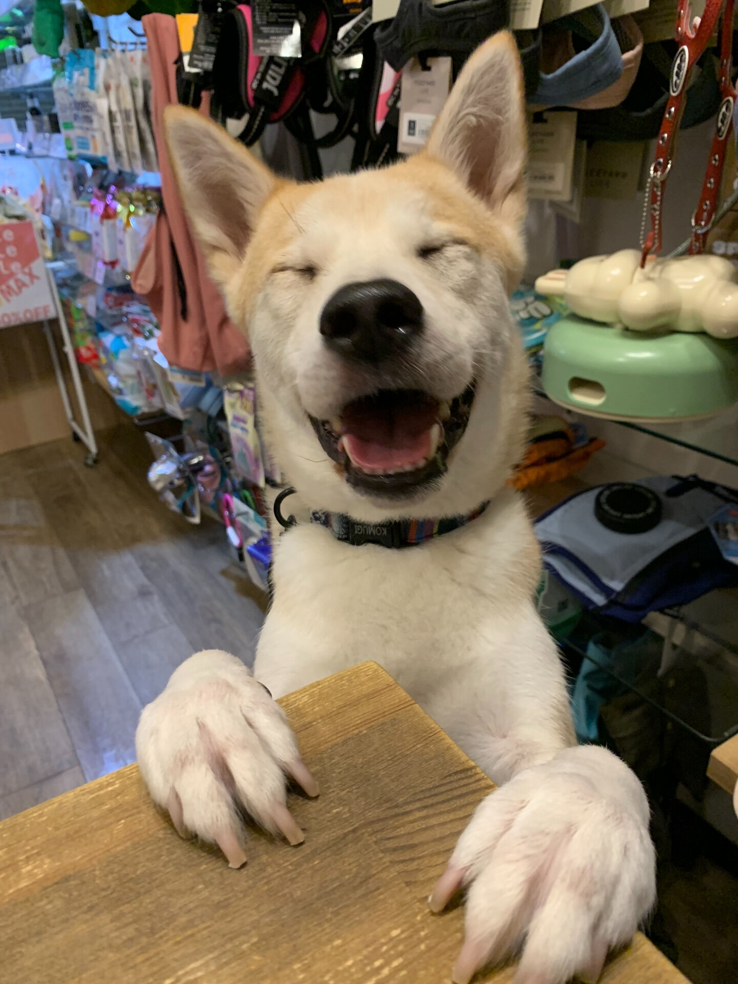 こむぎくんご来店ありがとうございます😊