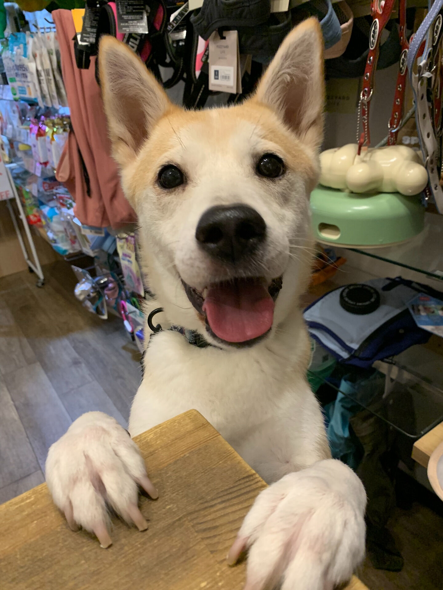 こむぎくんご来店ありがとうございます😊