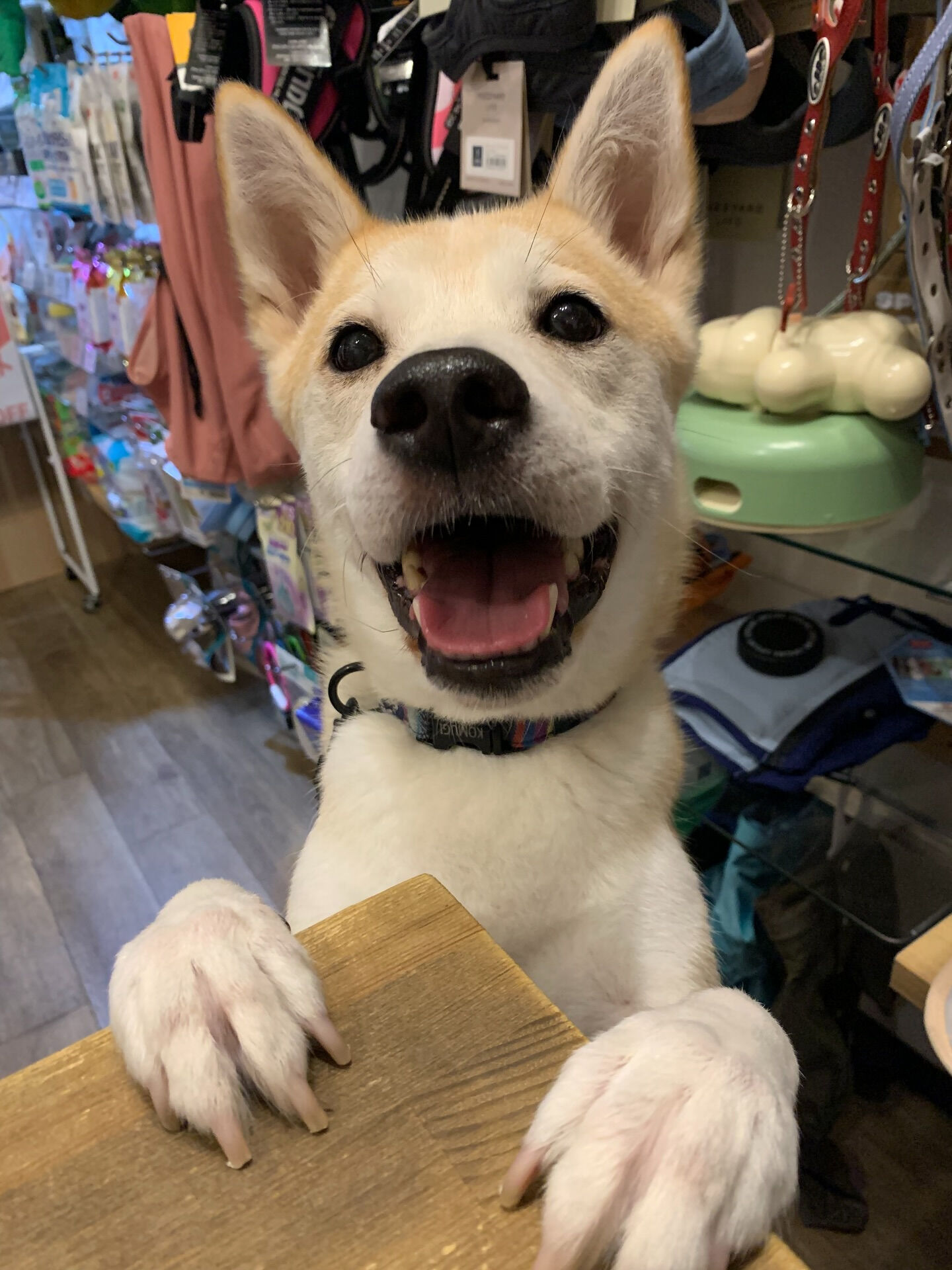 こむぎくんご来店ありがとうございます😊