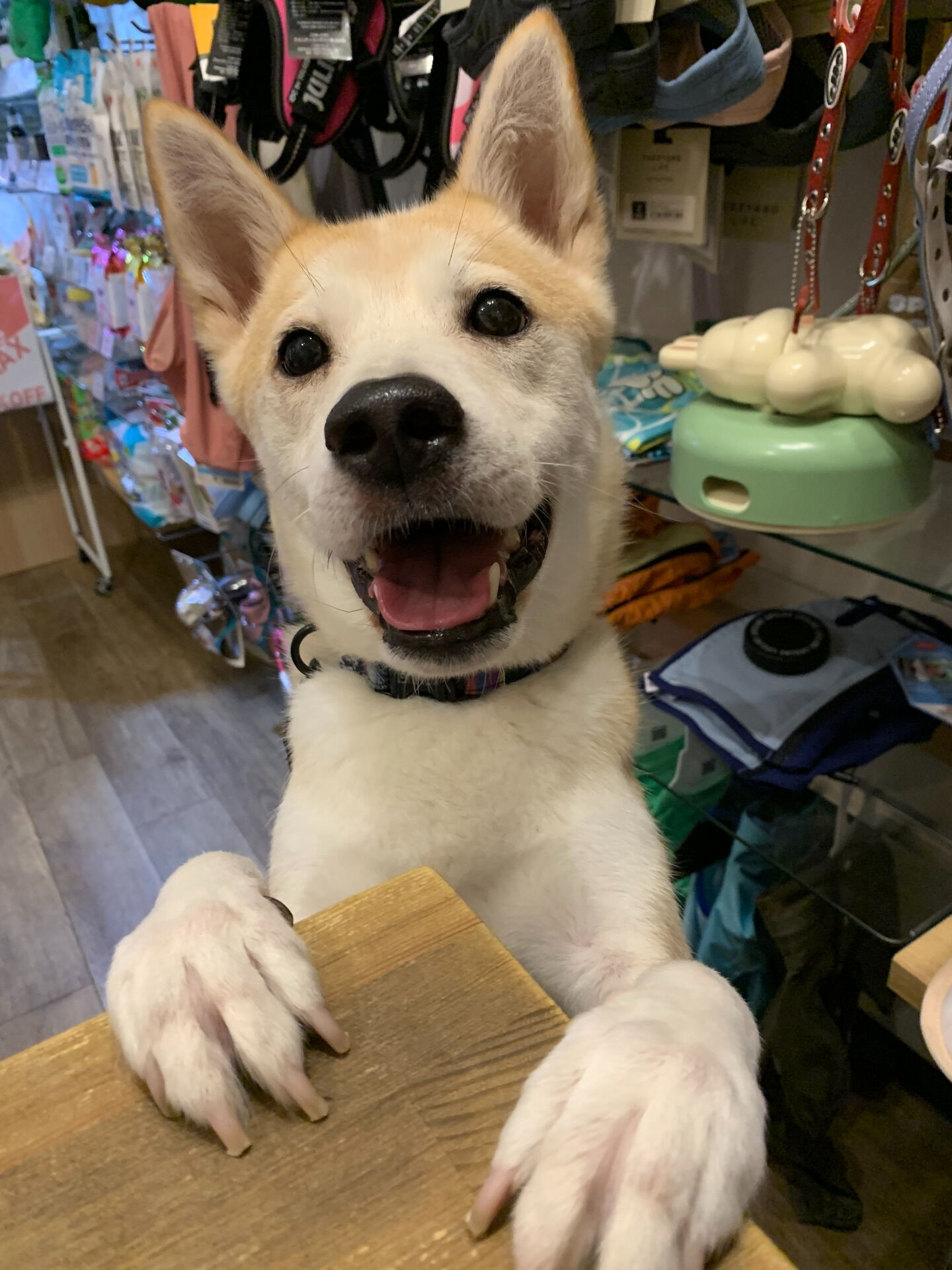 こむぎくんご来店ありがとうございます😊