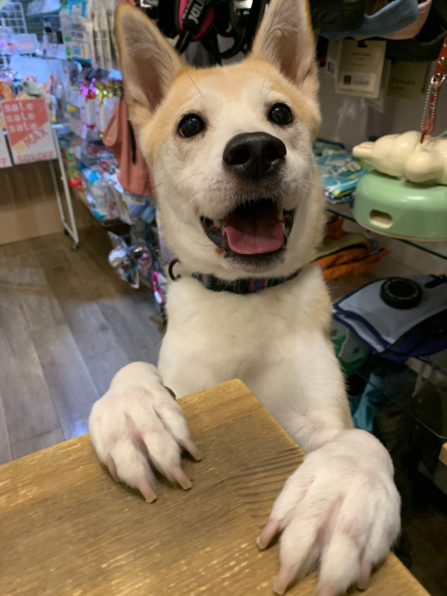 こむぎくんご来店ありがとうございます😊
