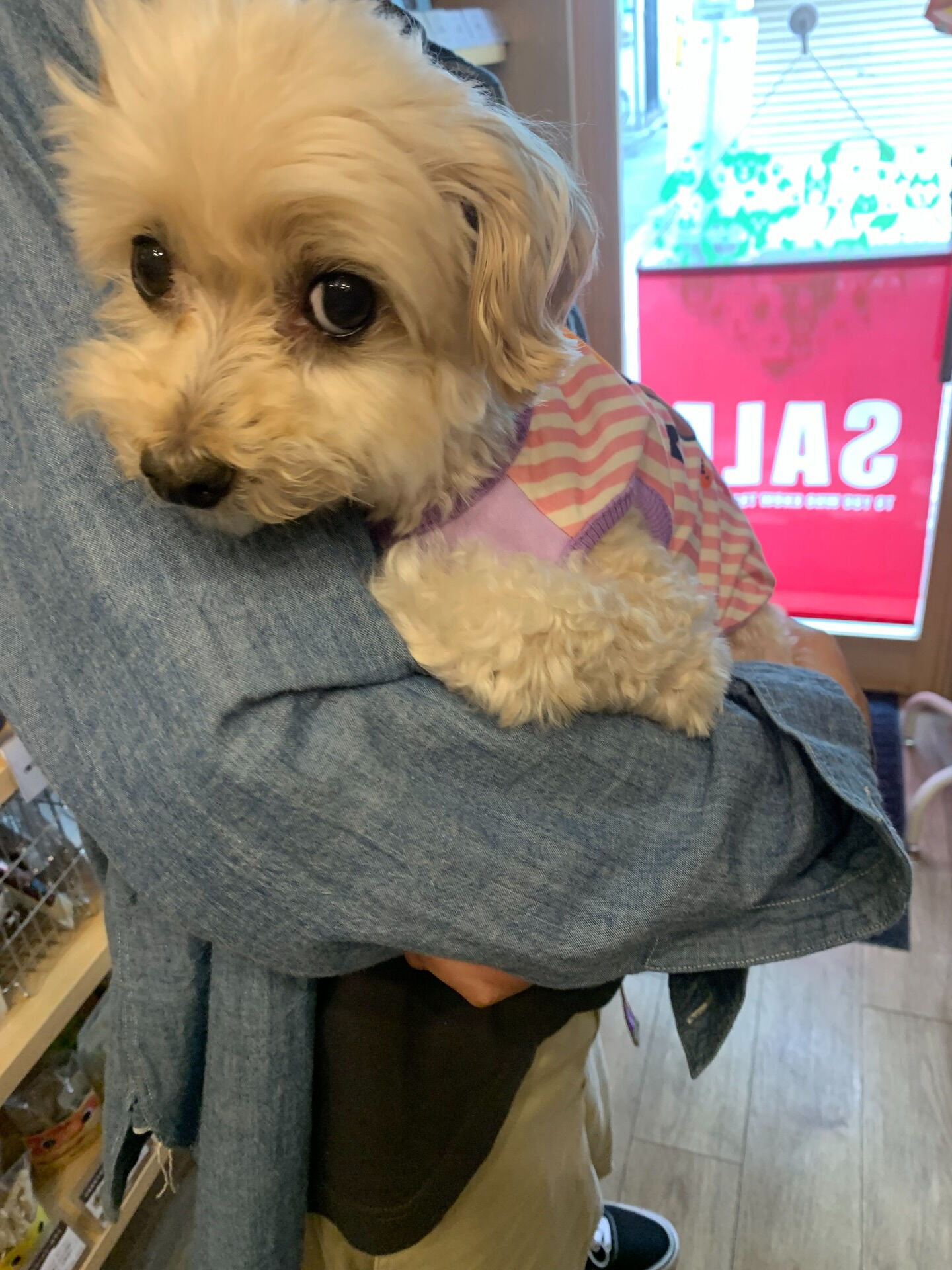 シェールちゃんご来店ありがとうございます😊