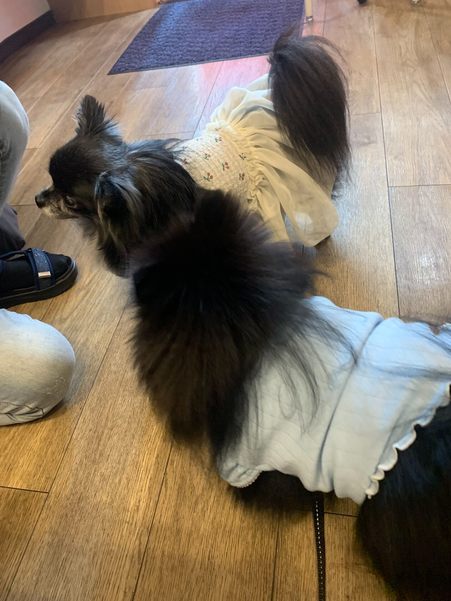 ラナちゃんご来店ありがとうございます😊