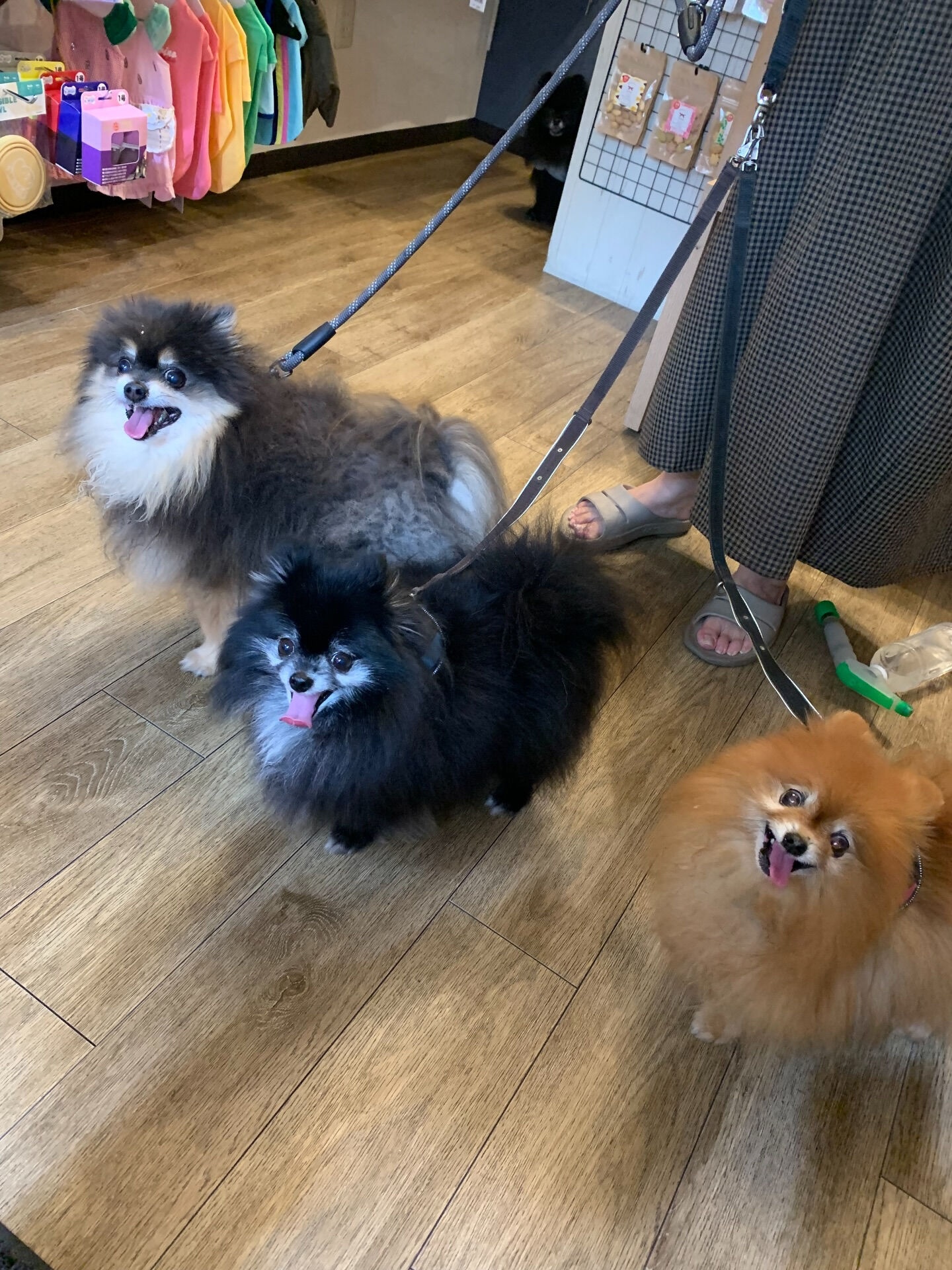 こたろうくん、ひよりちゃん、くまきちくんご来店ありがとうござ