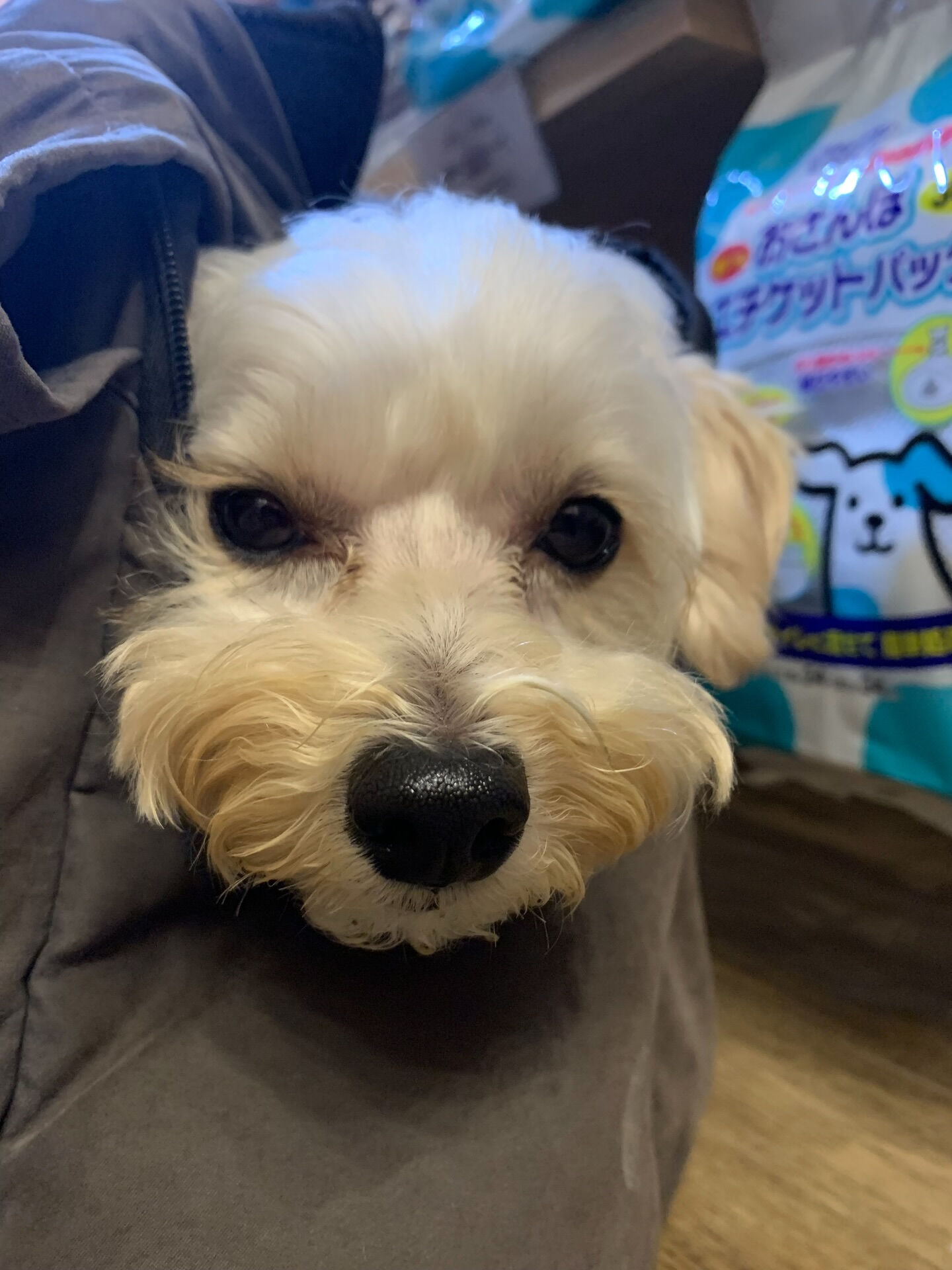 トーフくんご来店ありがとうございます😊