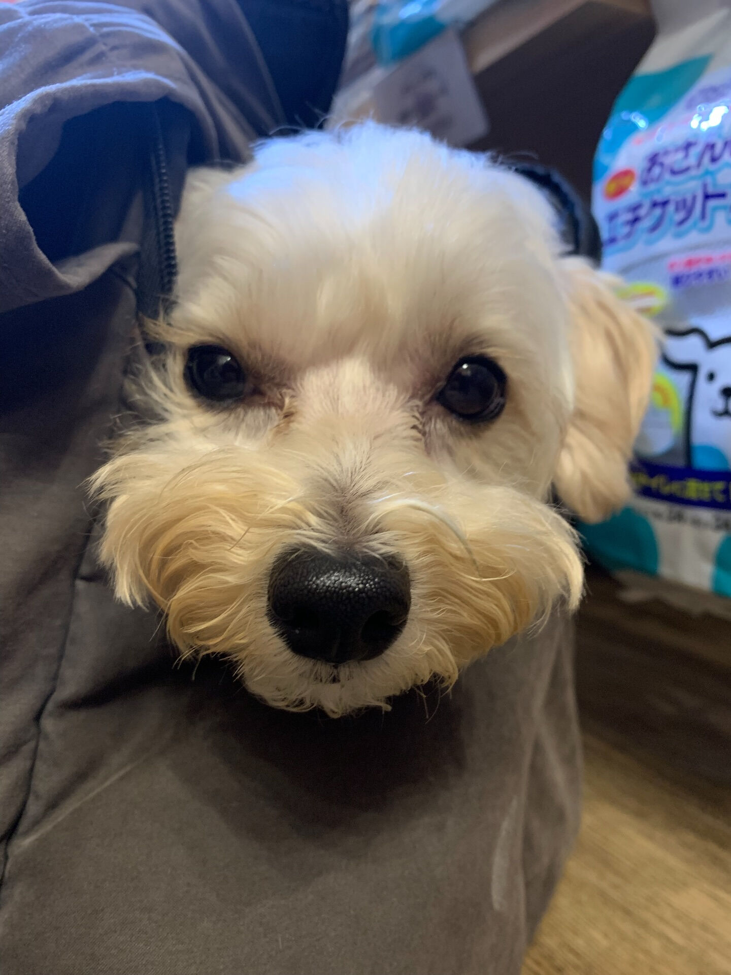 トーフくんご来店ありがとうございます😊