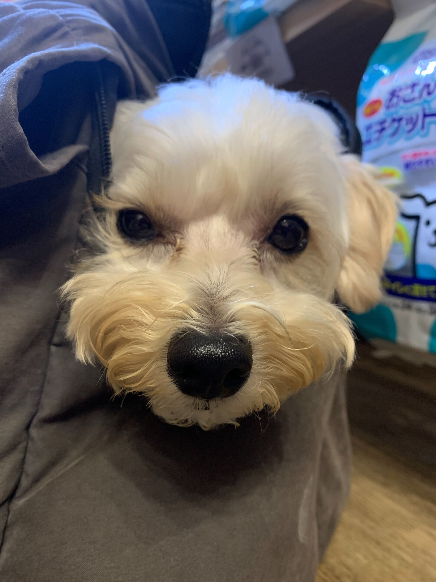 トーフくんご来店ありがとうございます😊