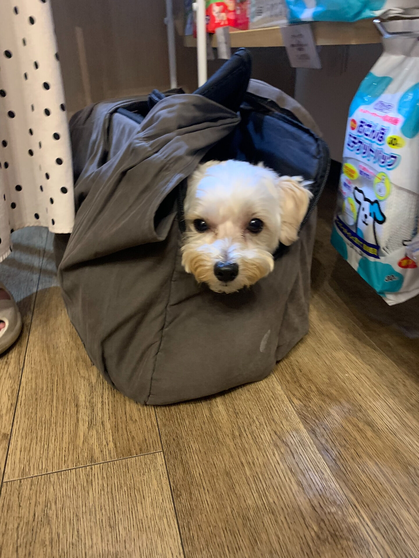 トーフくんご来店ありがとうございます😊