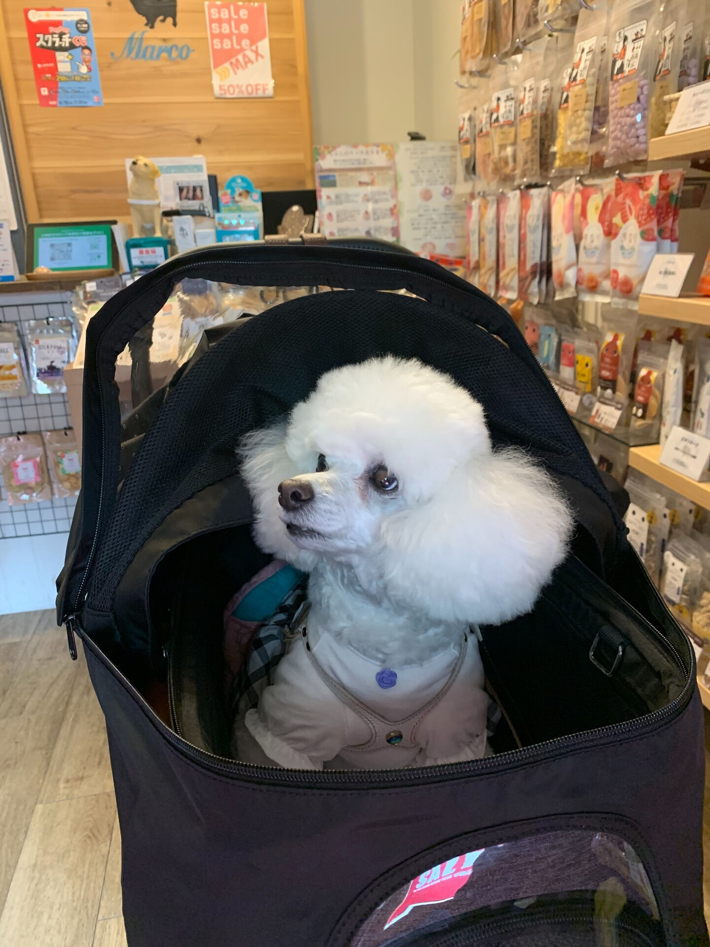ポンスちゃんご来店ありがとうございます😊