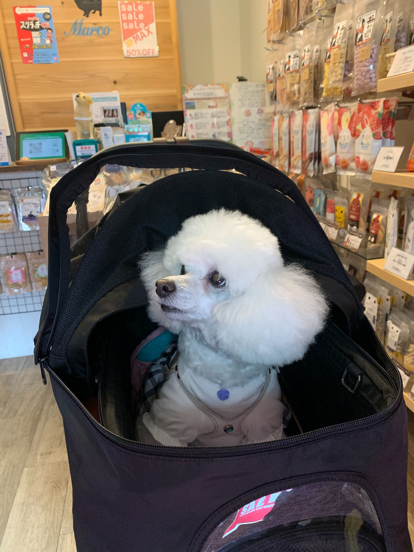 ポンスちゃんご来店ありがとうございます😊
