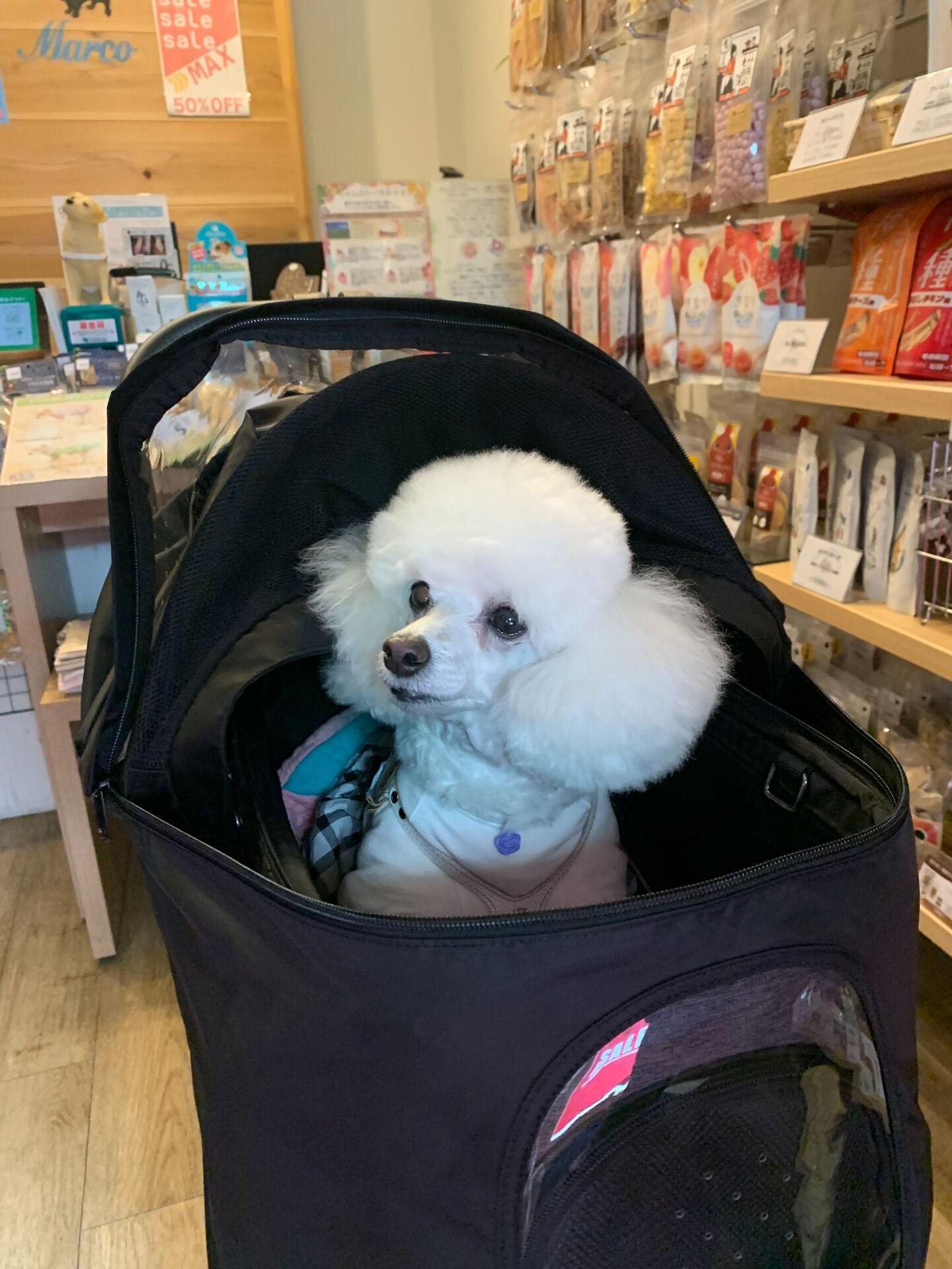 ポンスちゃんご来店ありがとうございます😊