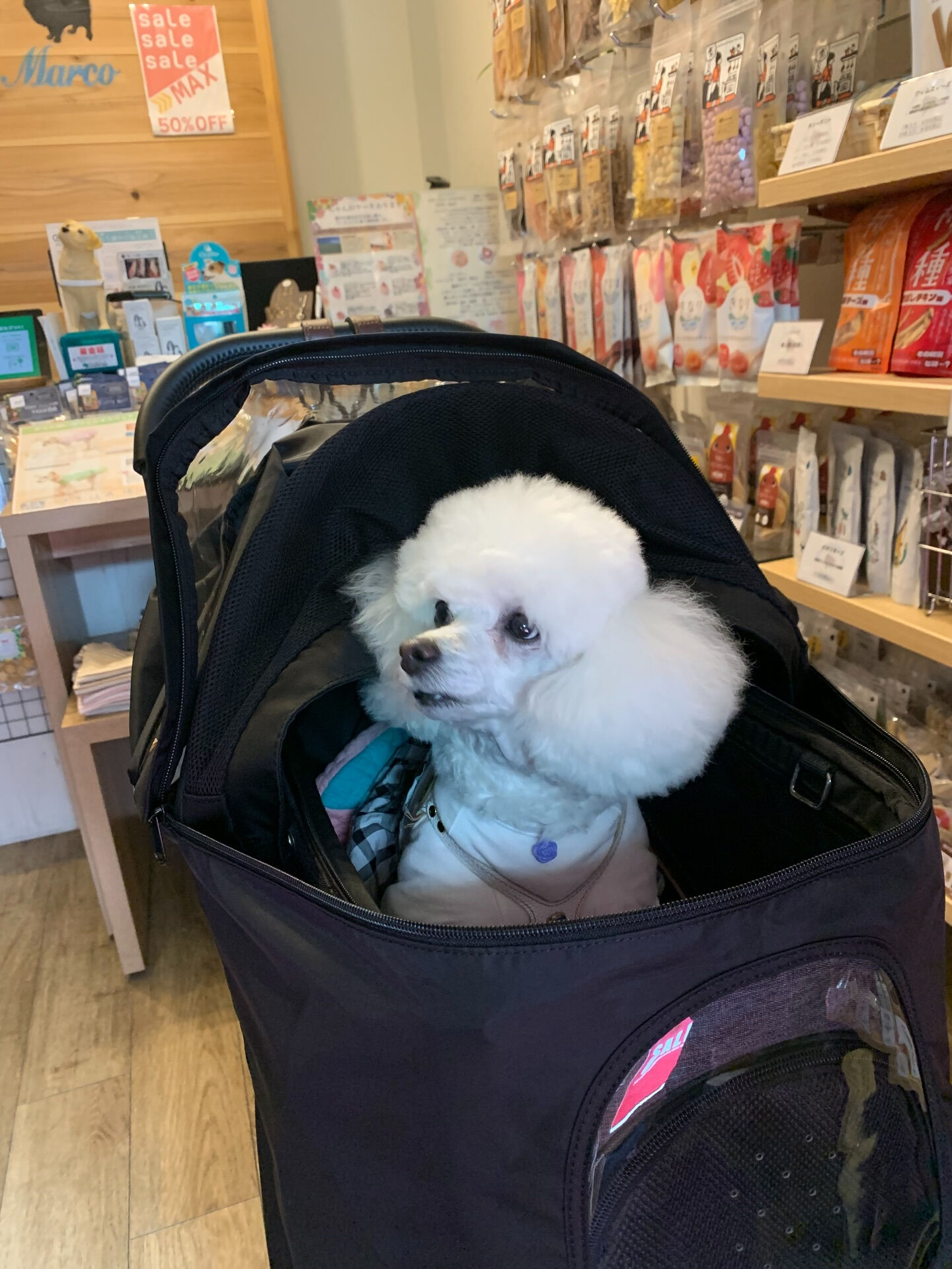 ポンスちゃんご来店ありがとうございます😊