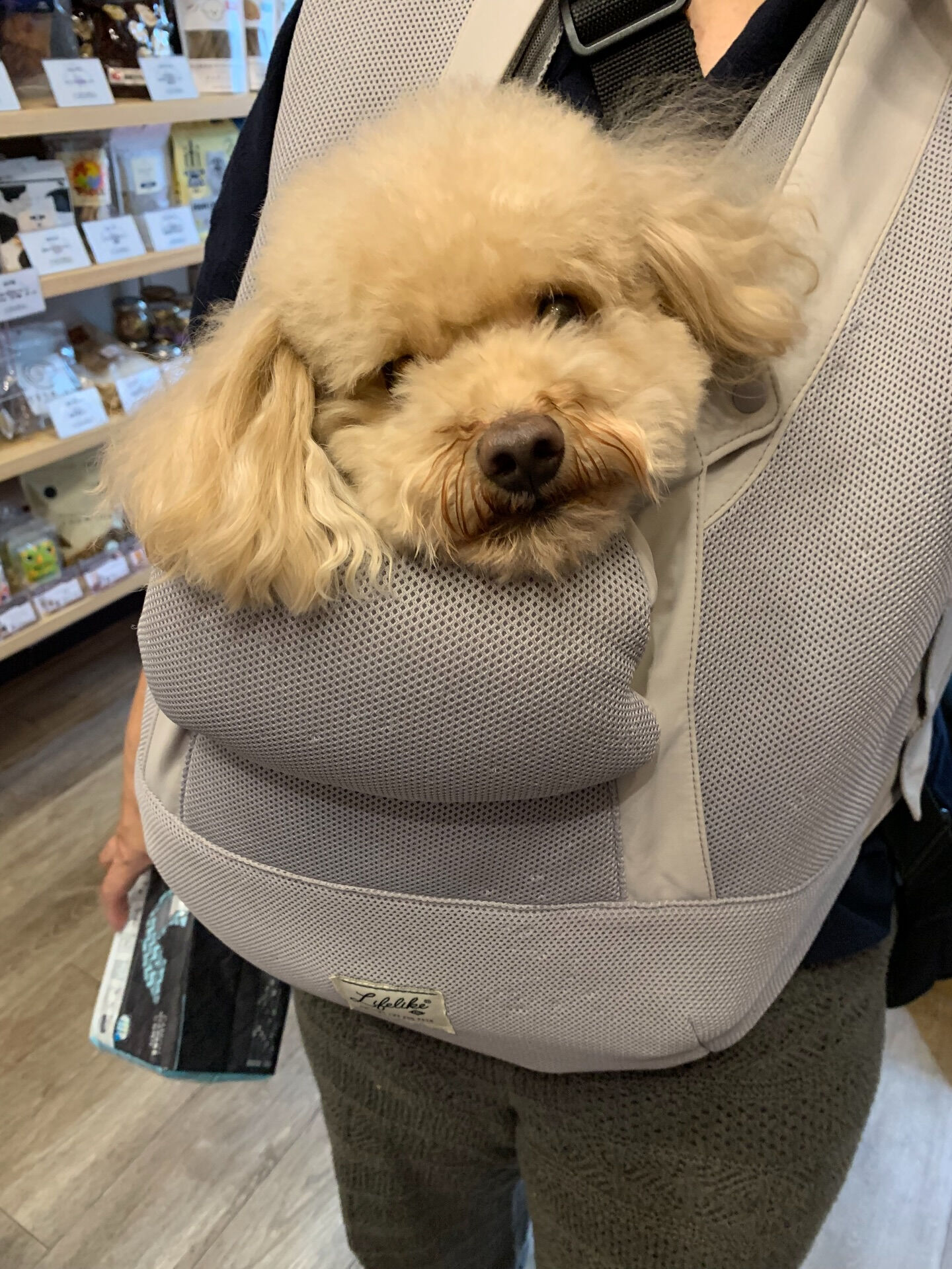 おもちくんご来店ありがとうございます😊