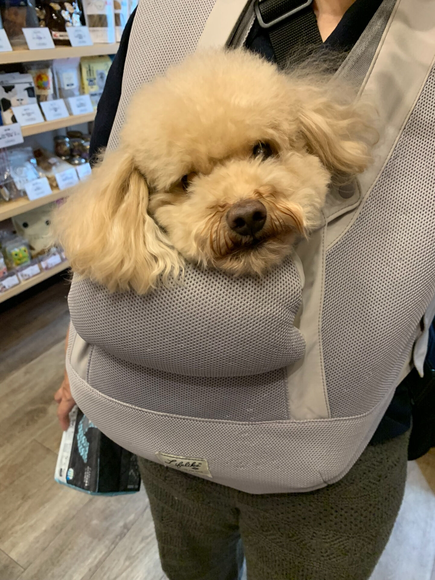 おもちくんご来店ありがとうございます😊