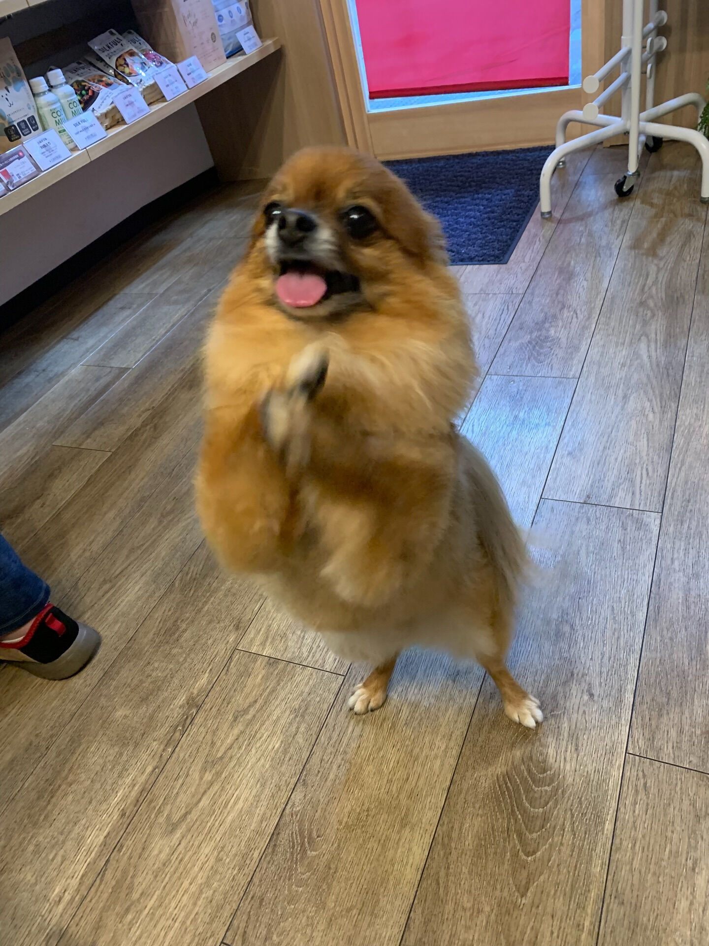 本日の大トリはこてつくんでしたー✨