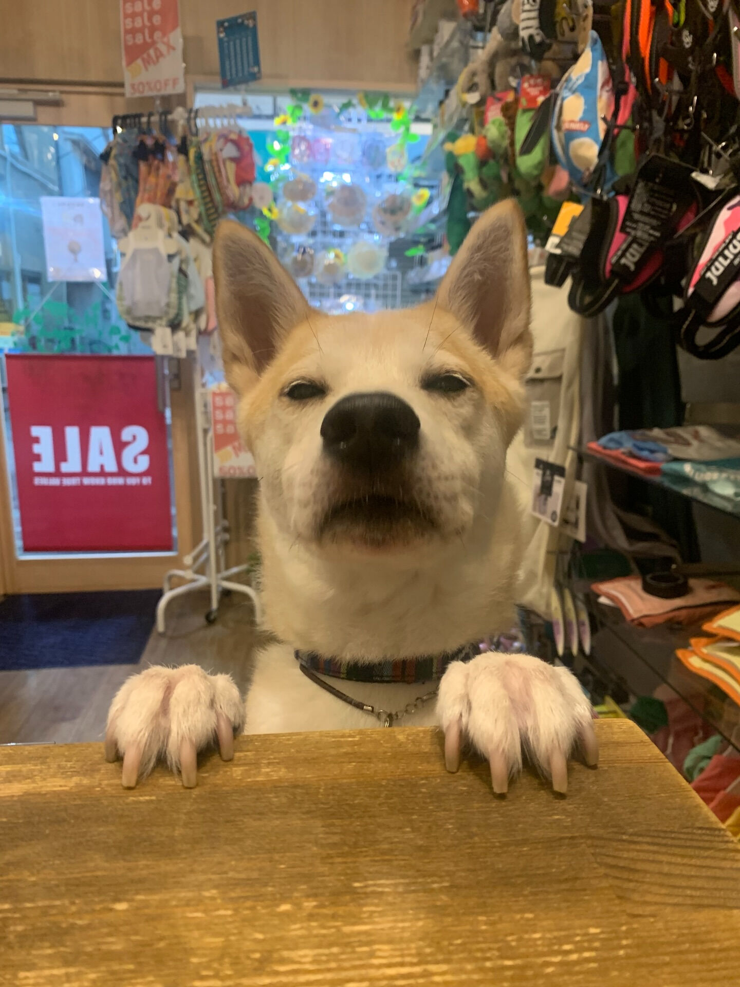 本日の大トリはこむぎくんでしたー🙌